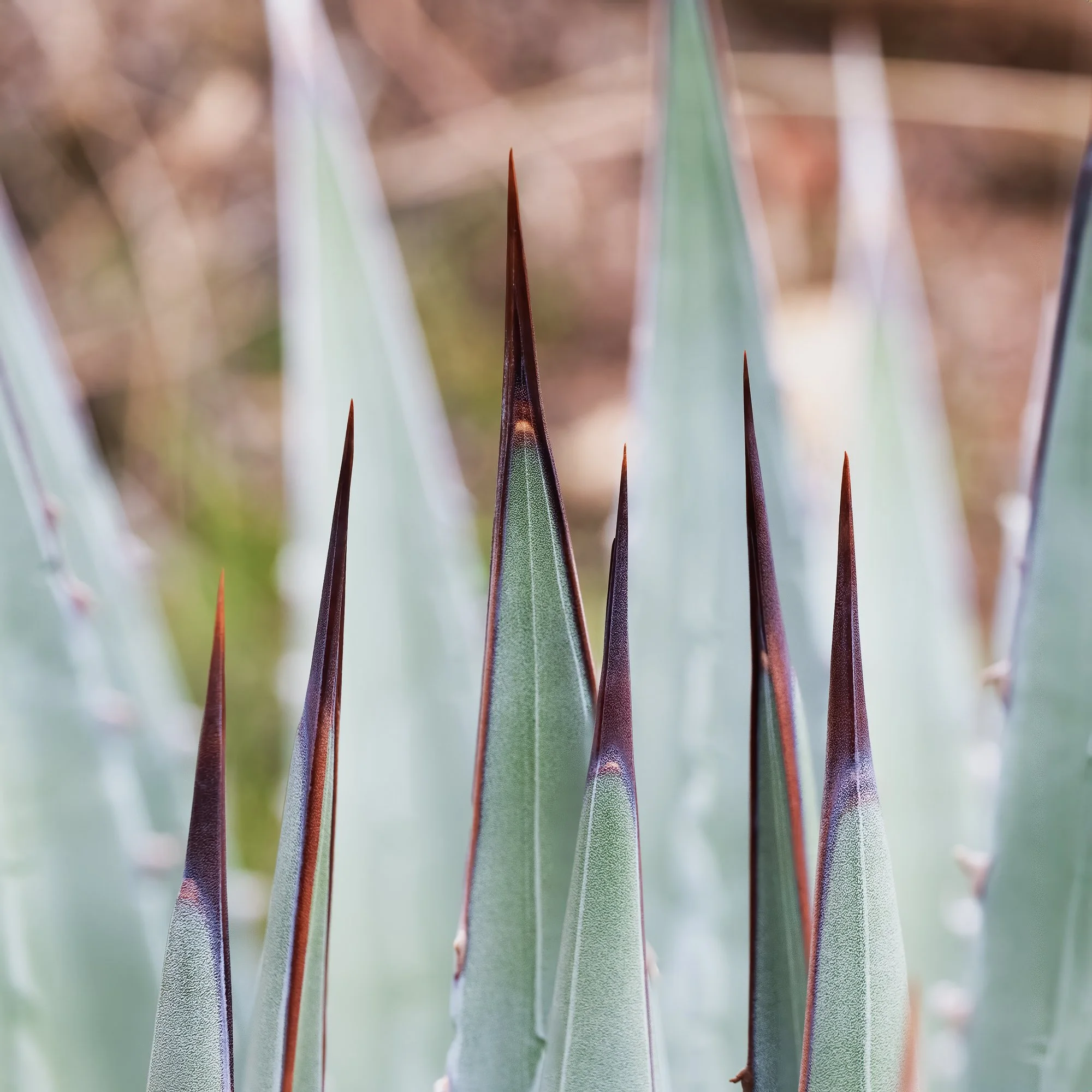 Grand Canyon National Park, Arizona