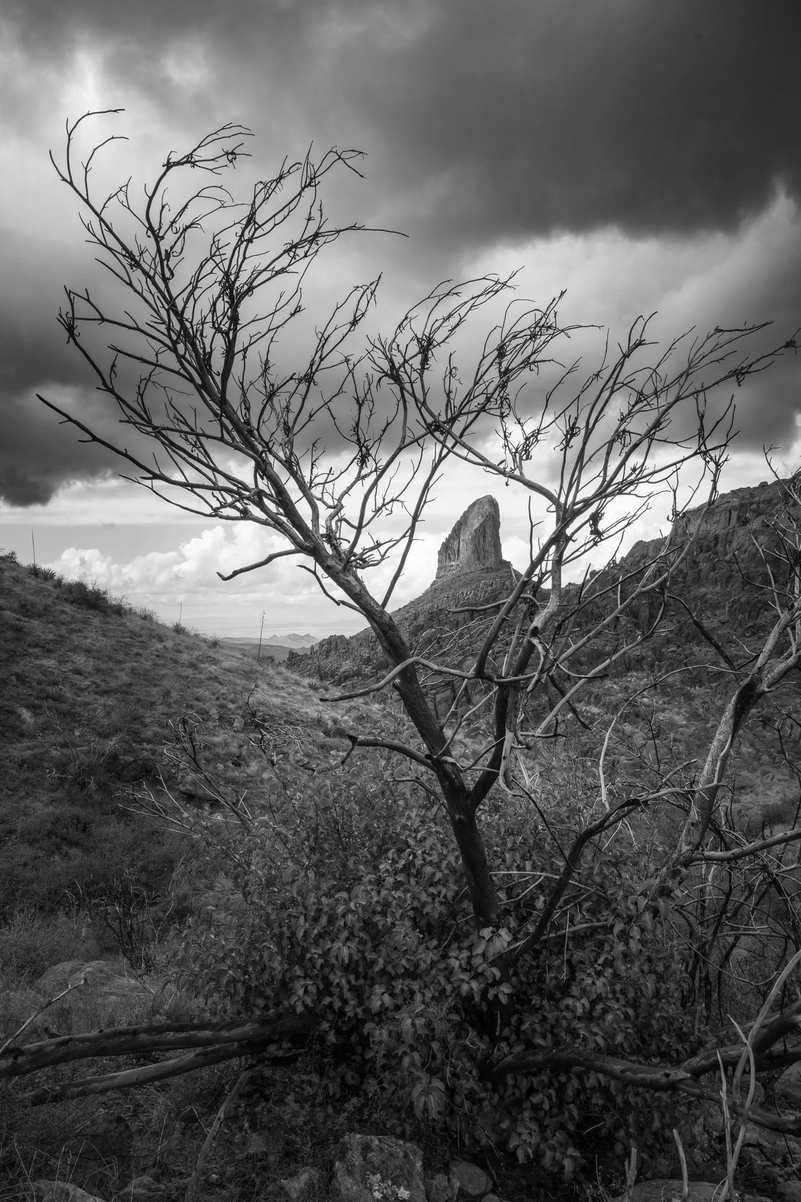 Weavers Needle, Superstitions Wilderness, Arizona