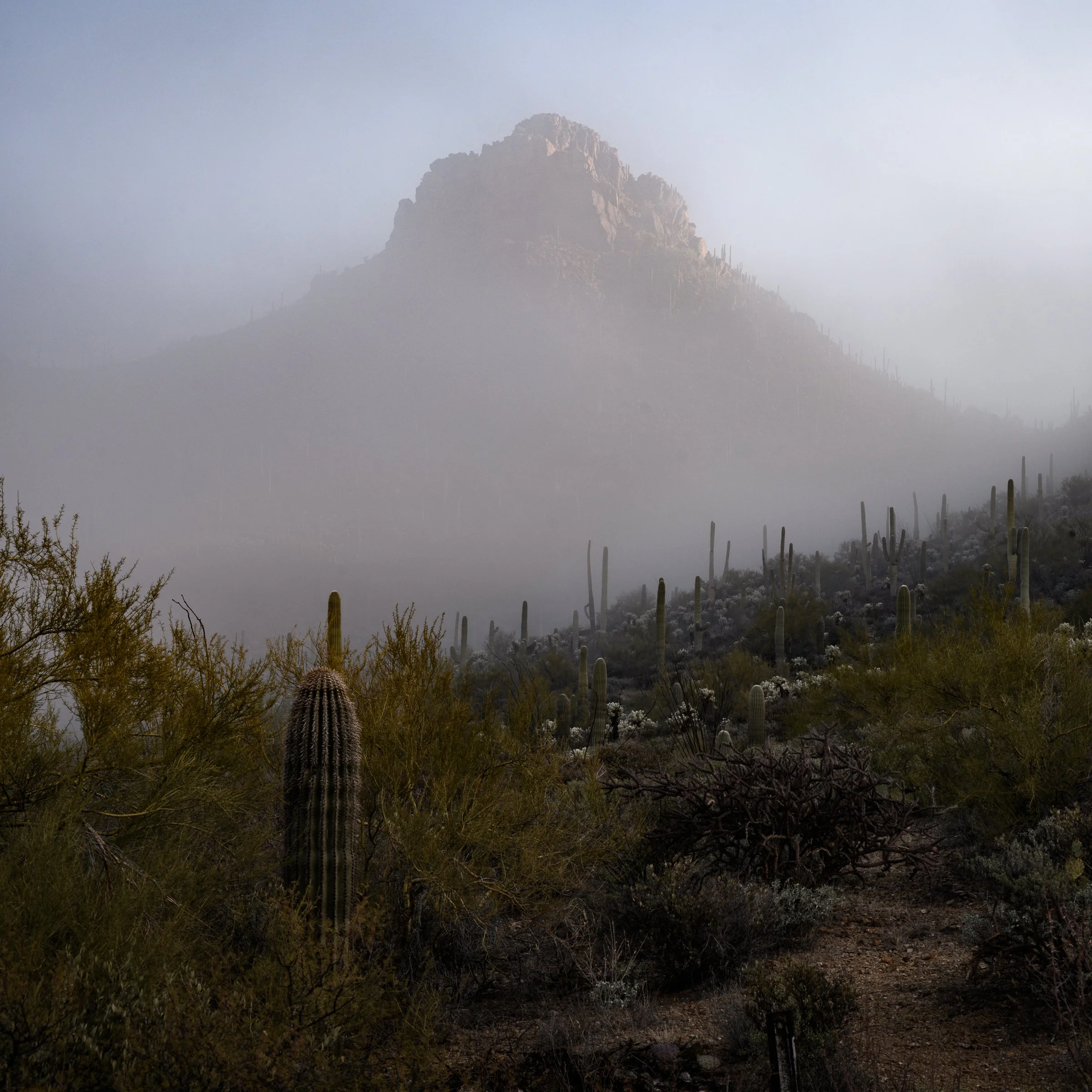 Tucson Mountain Park, Arizona