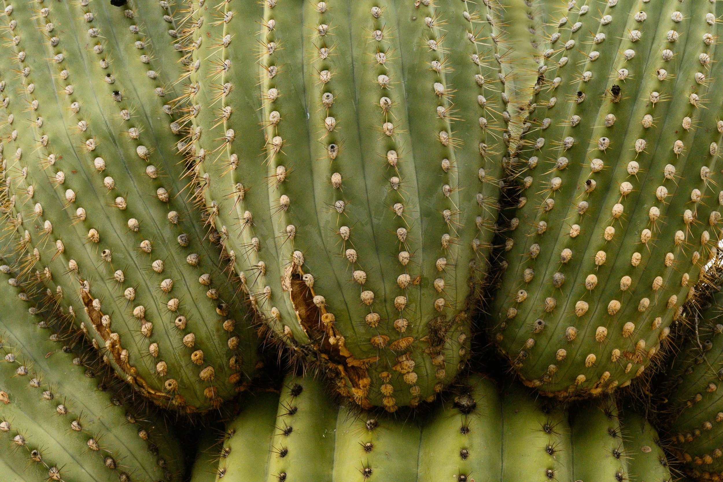 Superstition Wilderness, Arizona