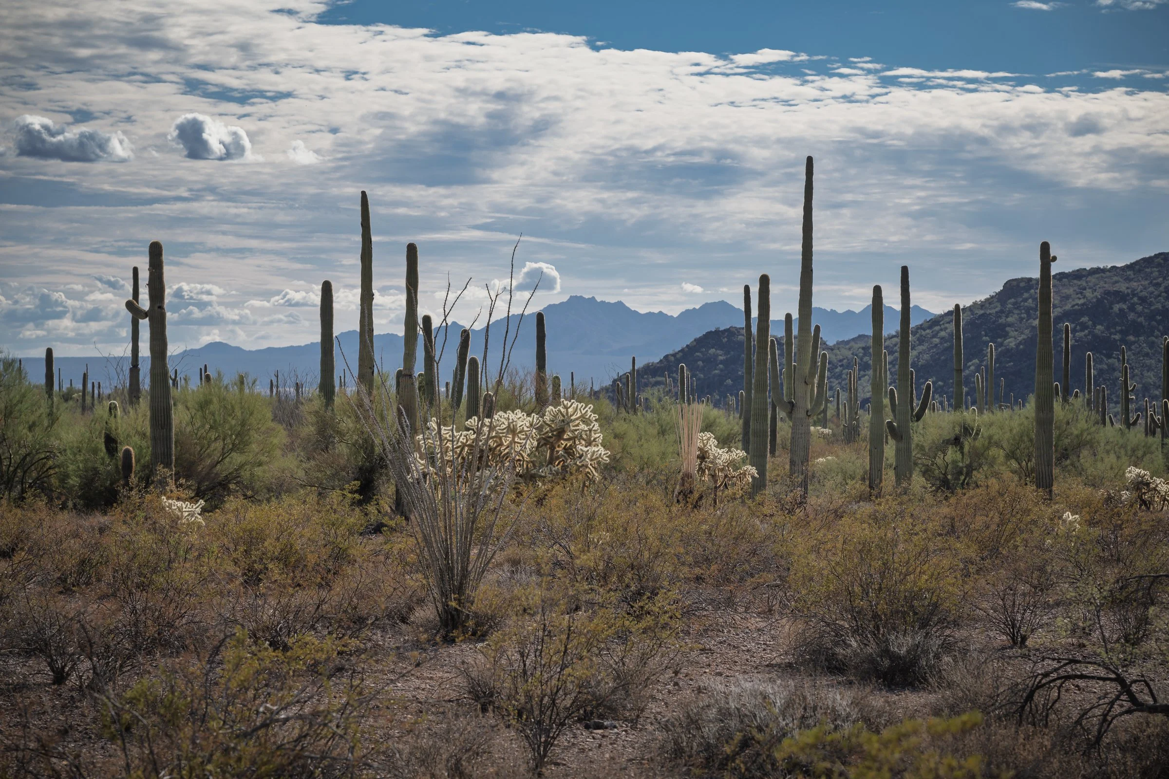 Organ Pipe Cactus National Monument, Arizona