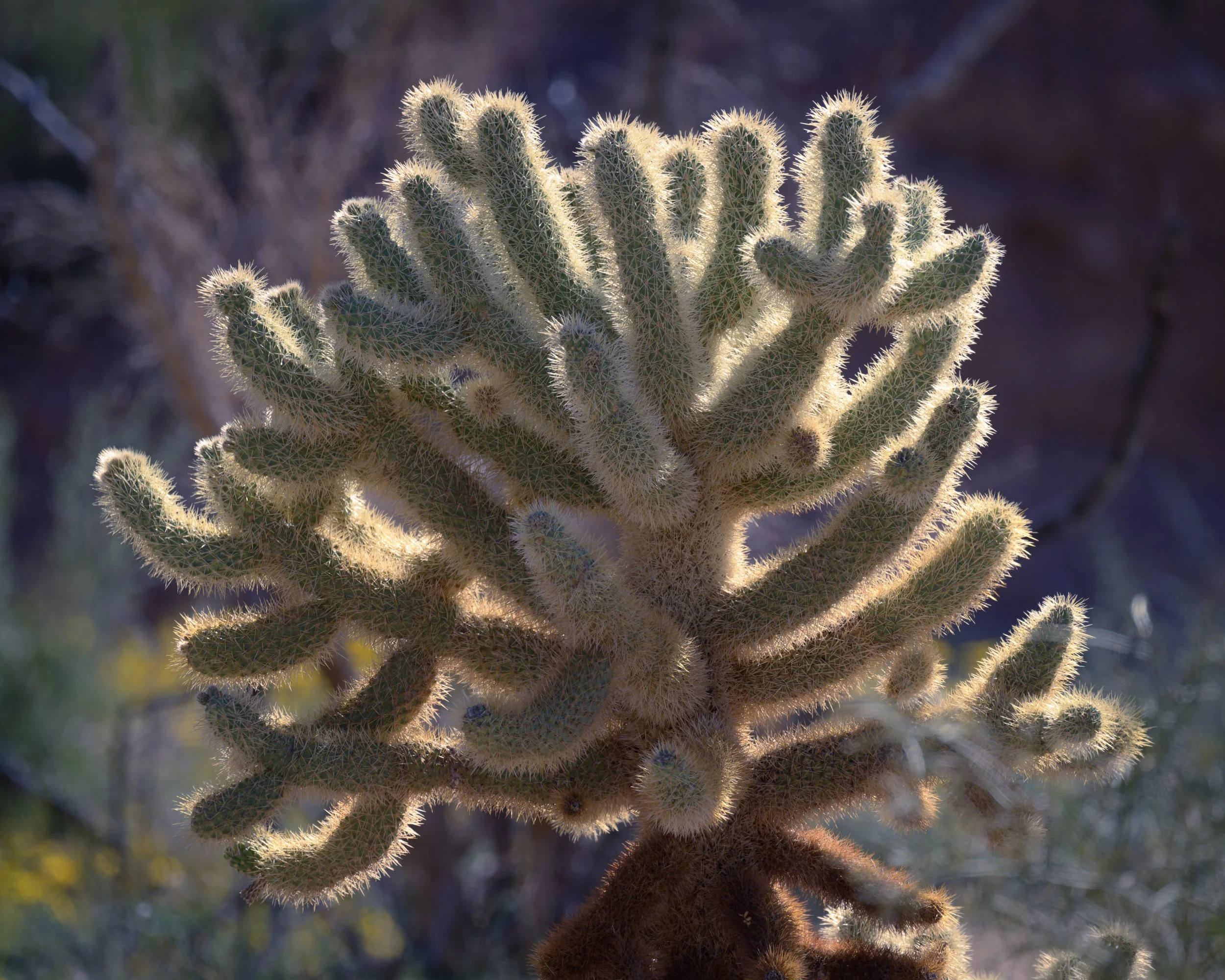 Kofa Wilderness, Arizona
