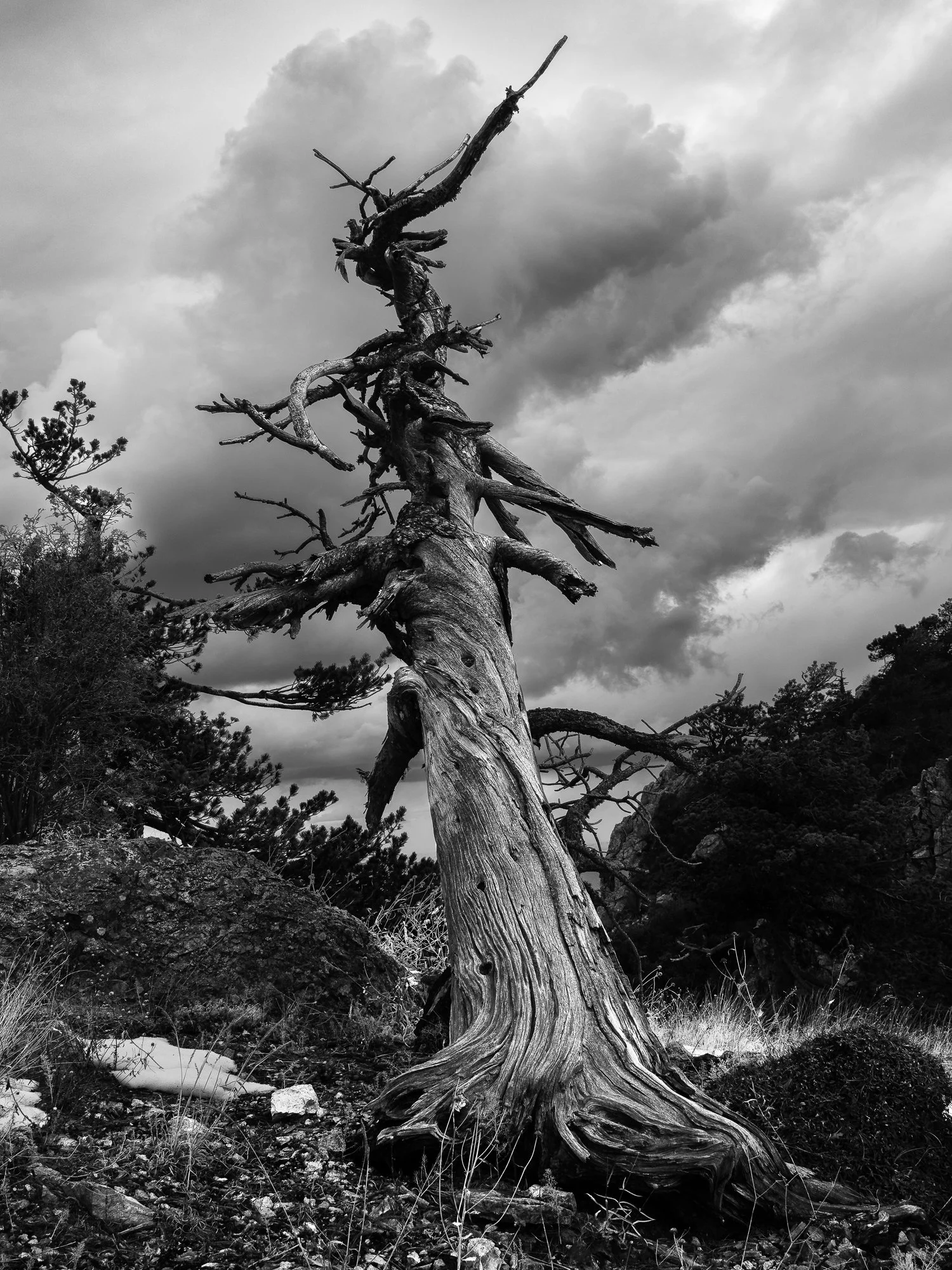 Wrightson Tree BW 230212.jpg