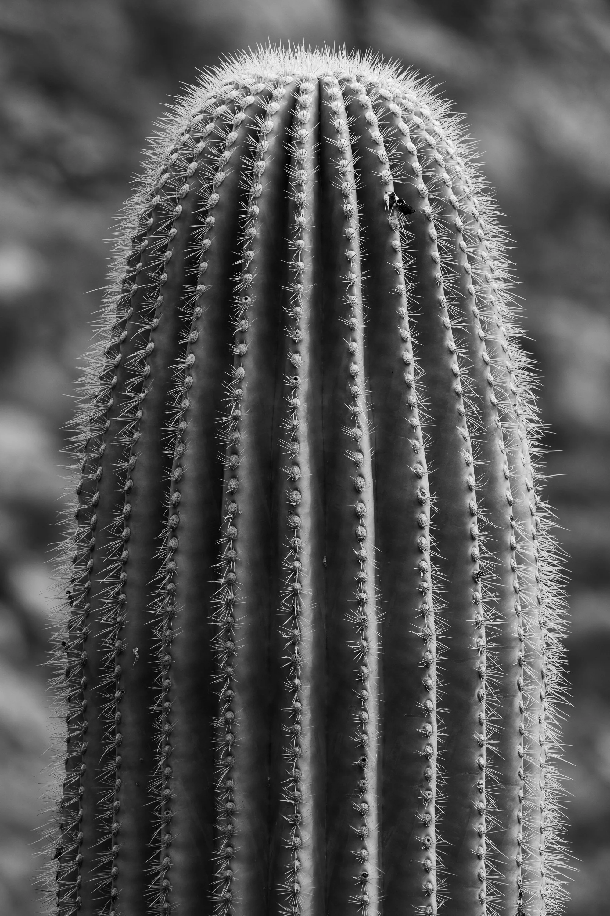 Saguaro, Superstition Wilderness, Arizona