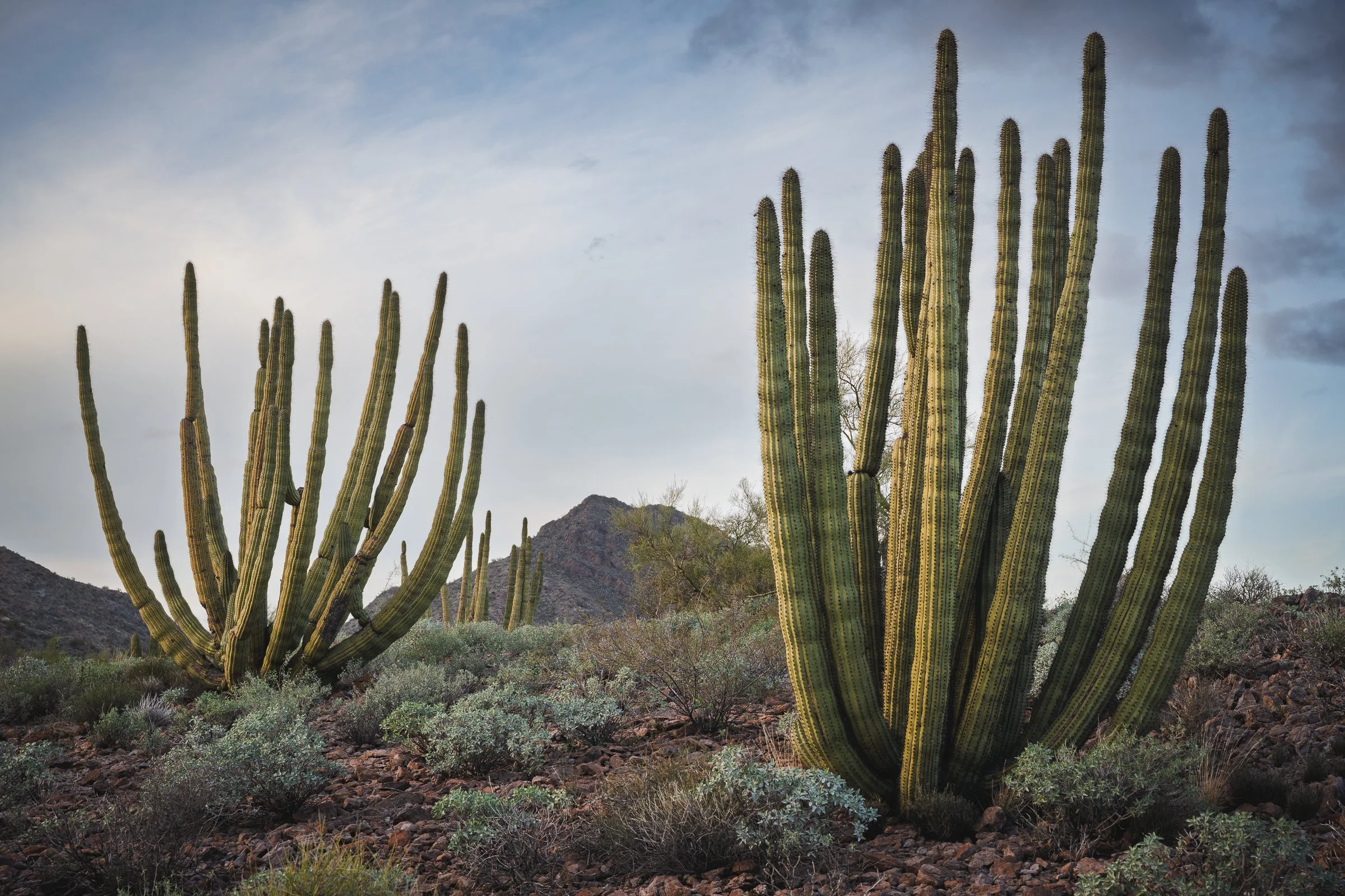 Organ Pipe Cactus National Monument, Arizona