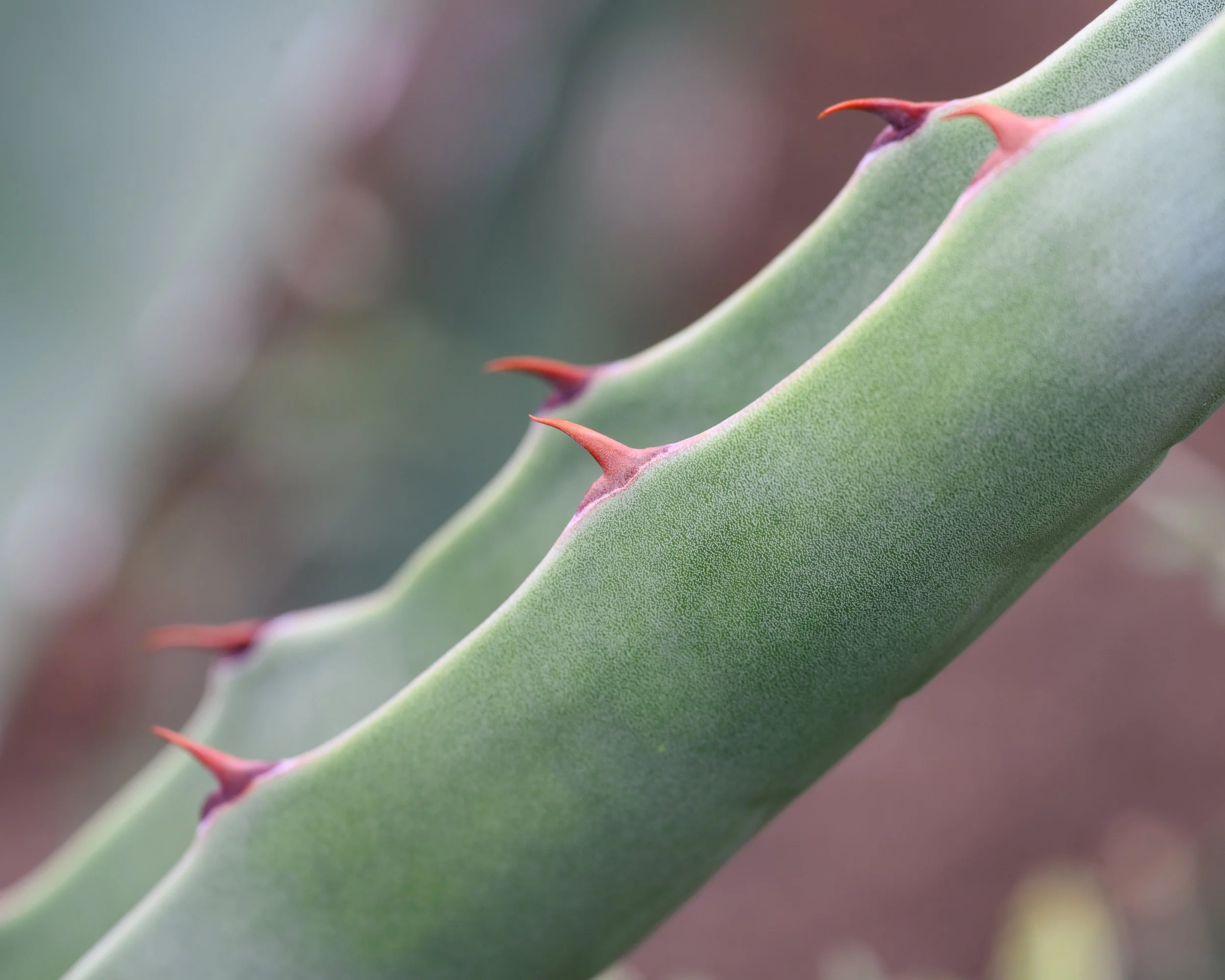 Superstition Wilderness, Arizona