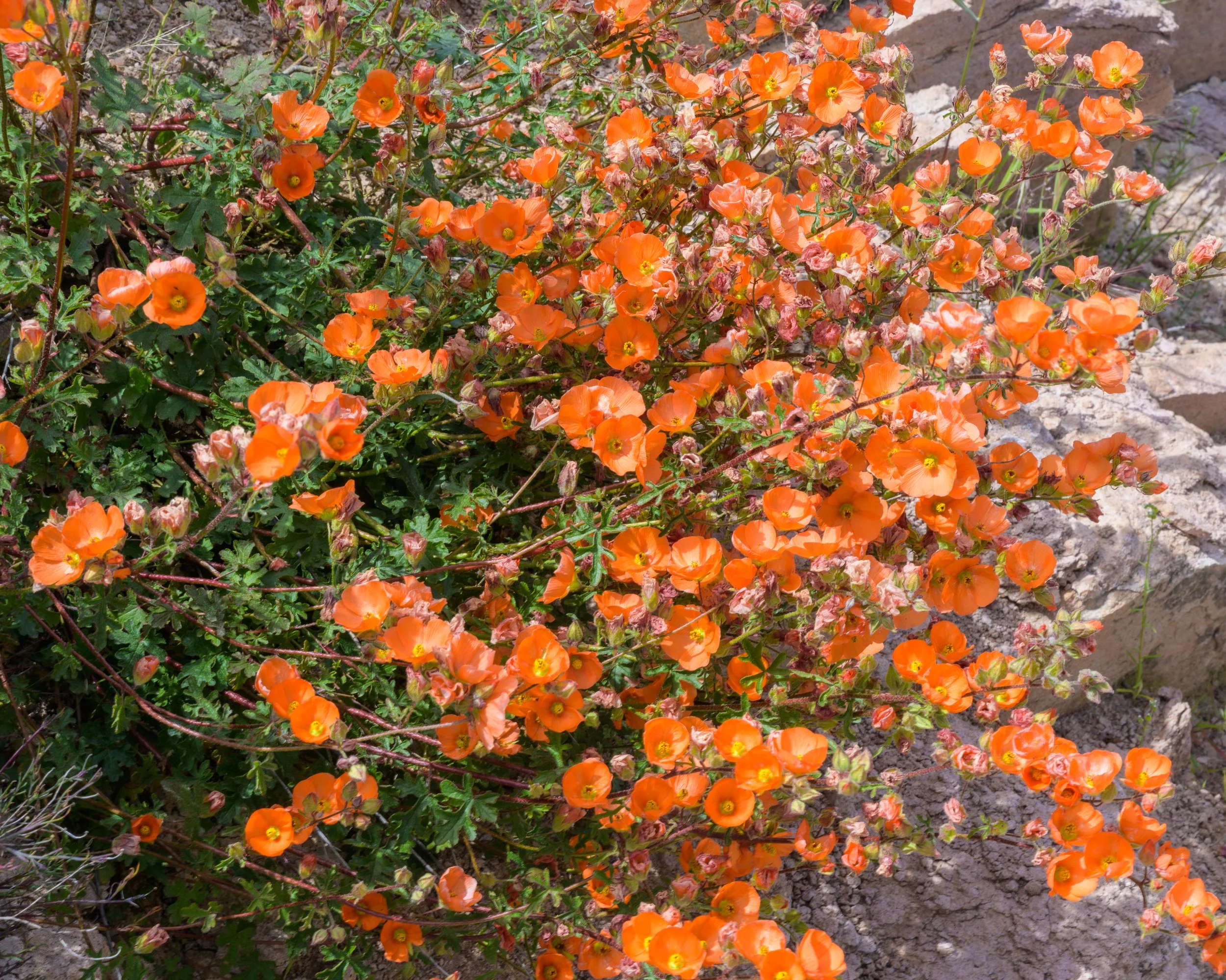 Super bloom, Superstitions Wilderness, Arizona, 2023