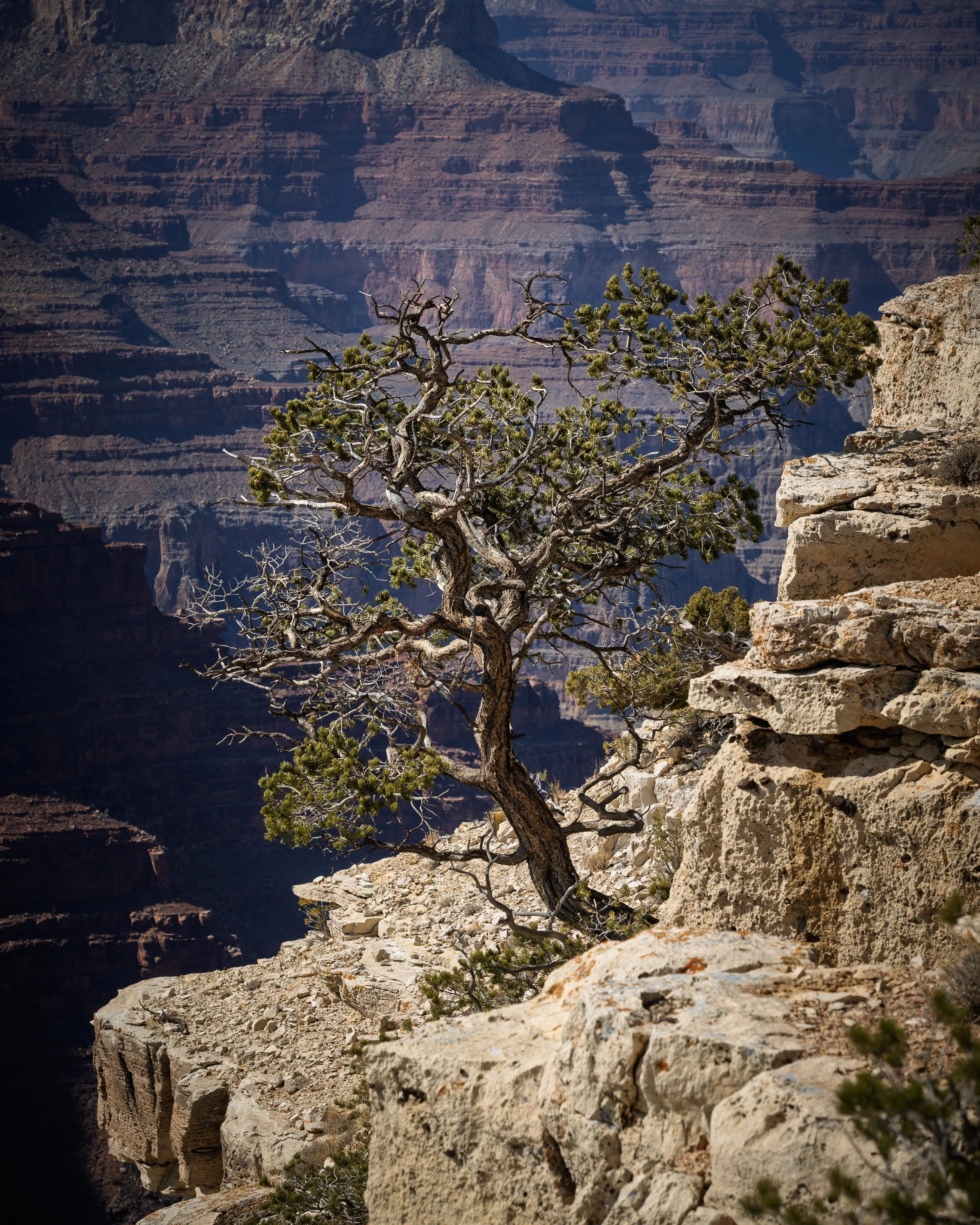 Rim Trail, South Rim, Grand Canyon, Arizona