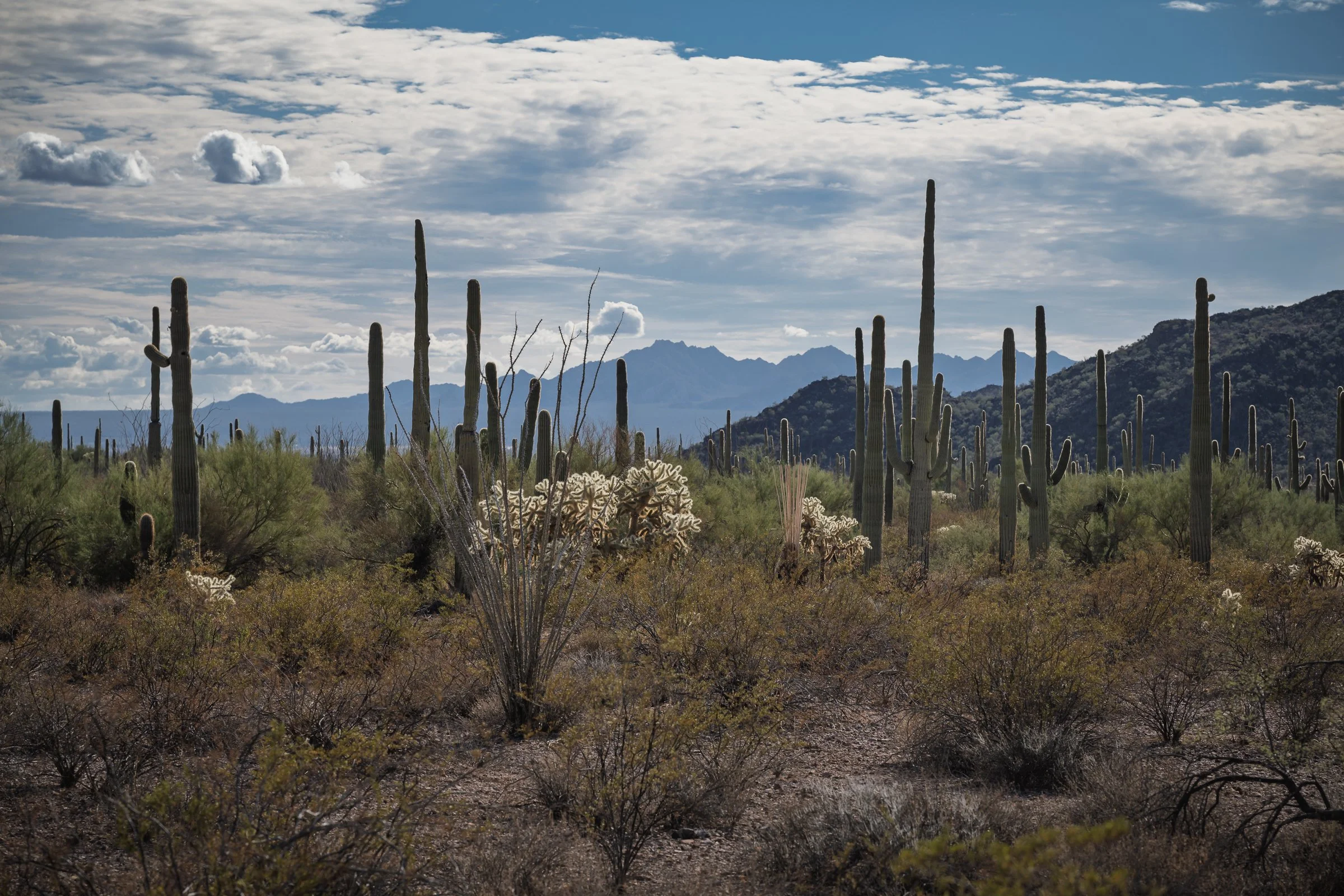Organ Pipe Cactus National Monument, Arizona