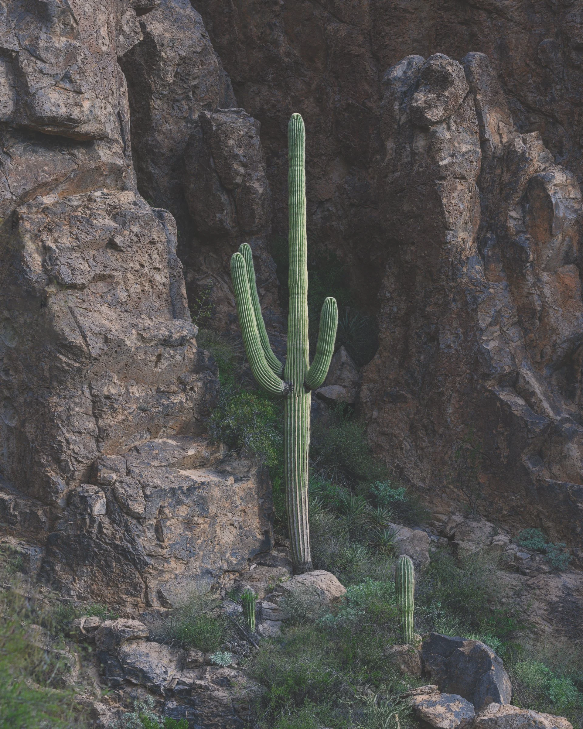 Superstition Wilderness, Arizona