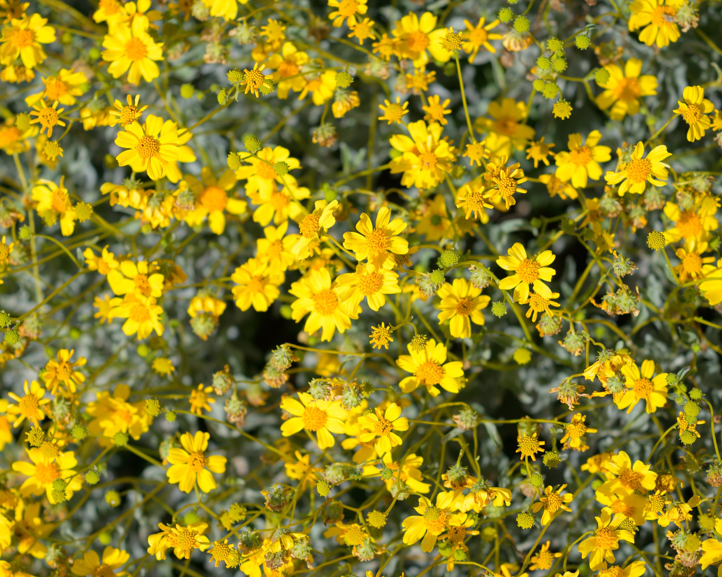 Kofa Wilderness, Arizona