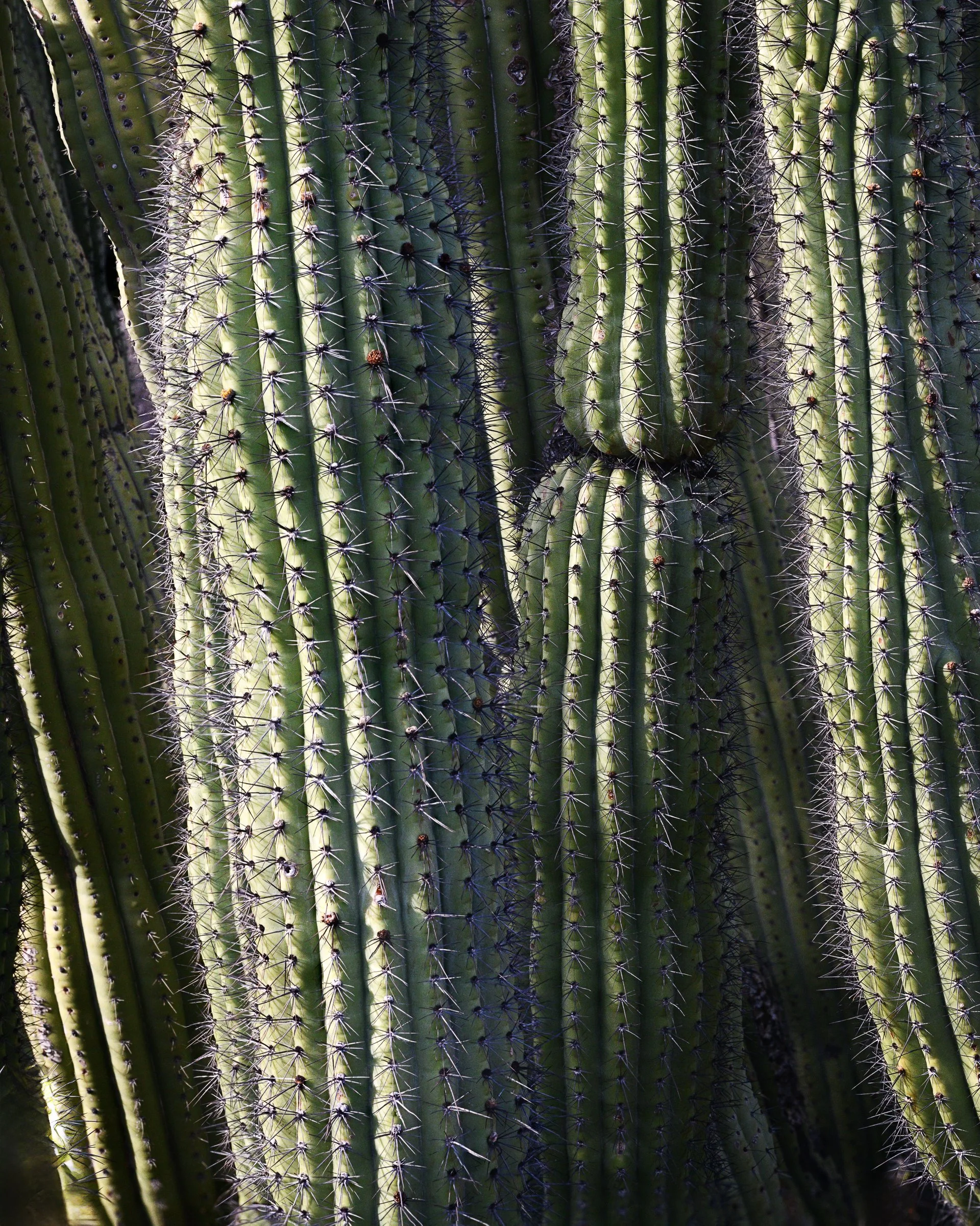 Organ Pipe Cactus National Monument, Arizona
