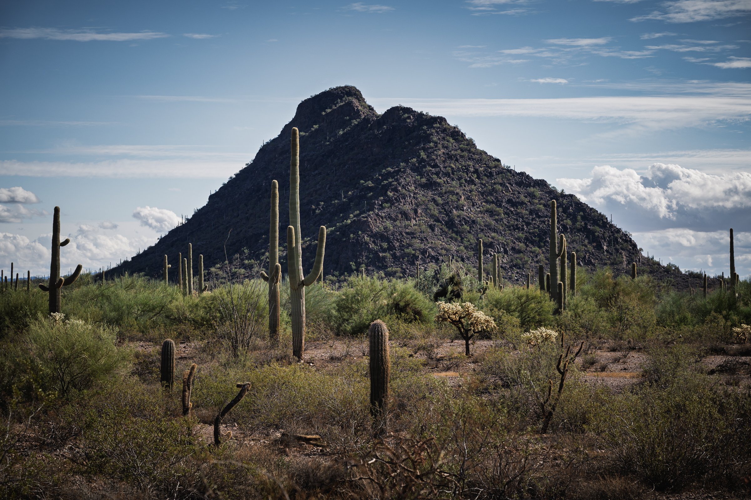 Organ Pipe Cactus National Monument, Arizona