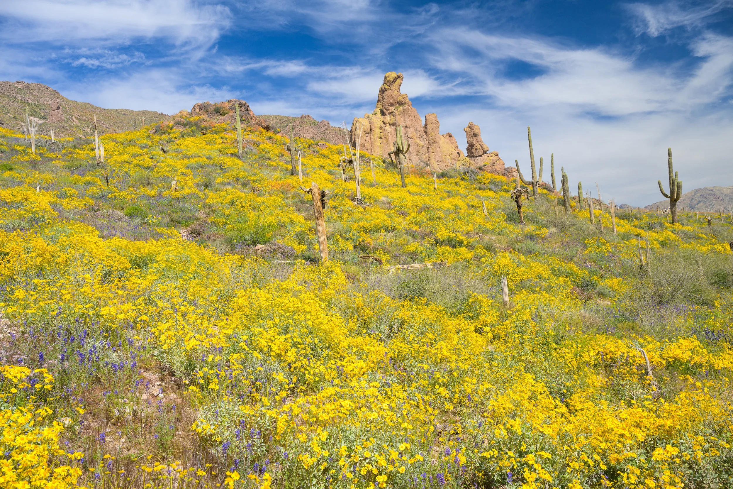 Super bloom, Superstitions Wilderness, Arizona, 2023