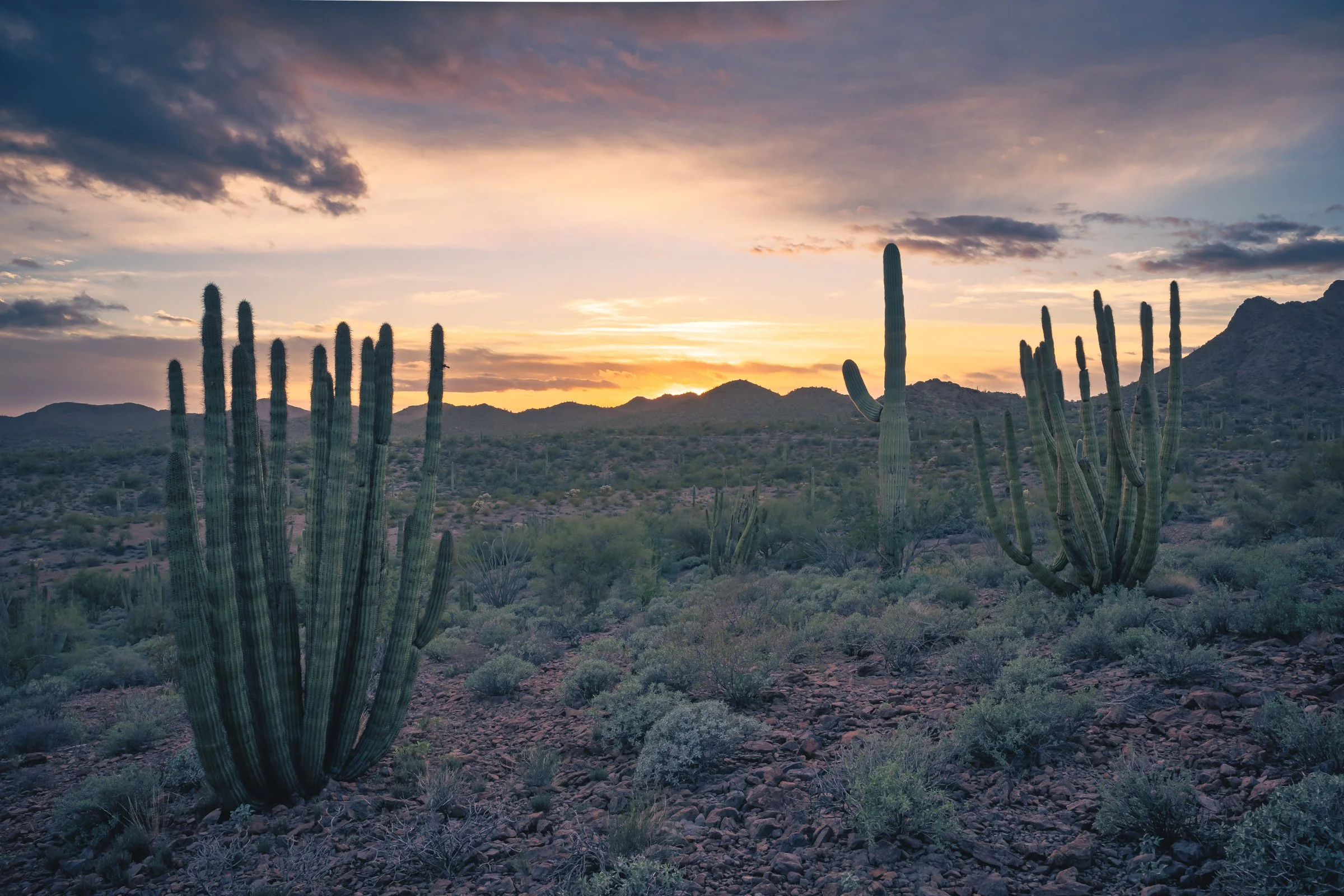 Organ Pipe Cactus National Monument, Arizona