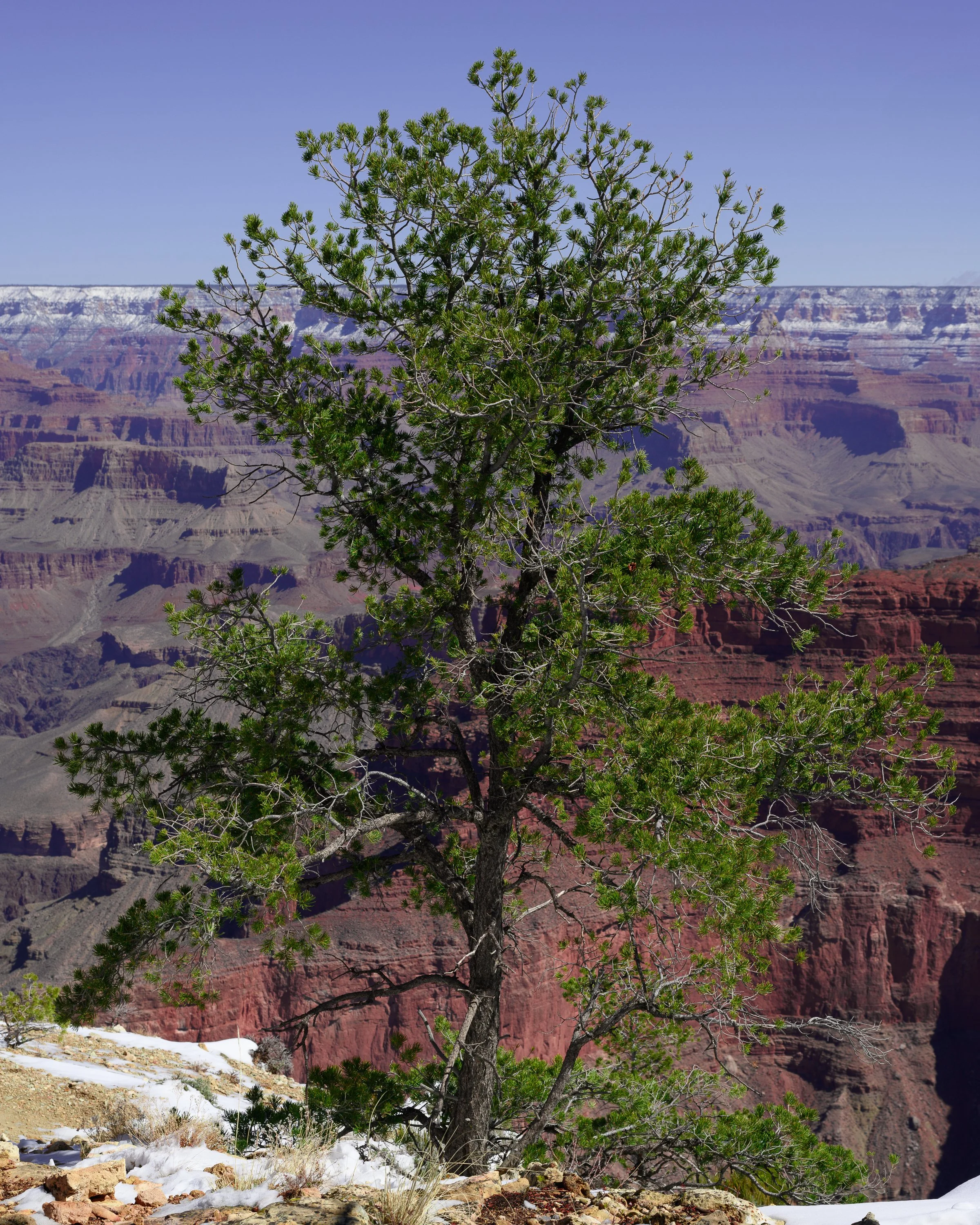 Rim Trail, South Rim, Grand Canyon, Arizona