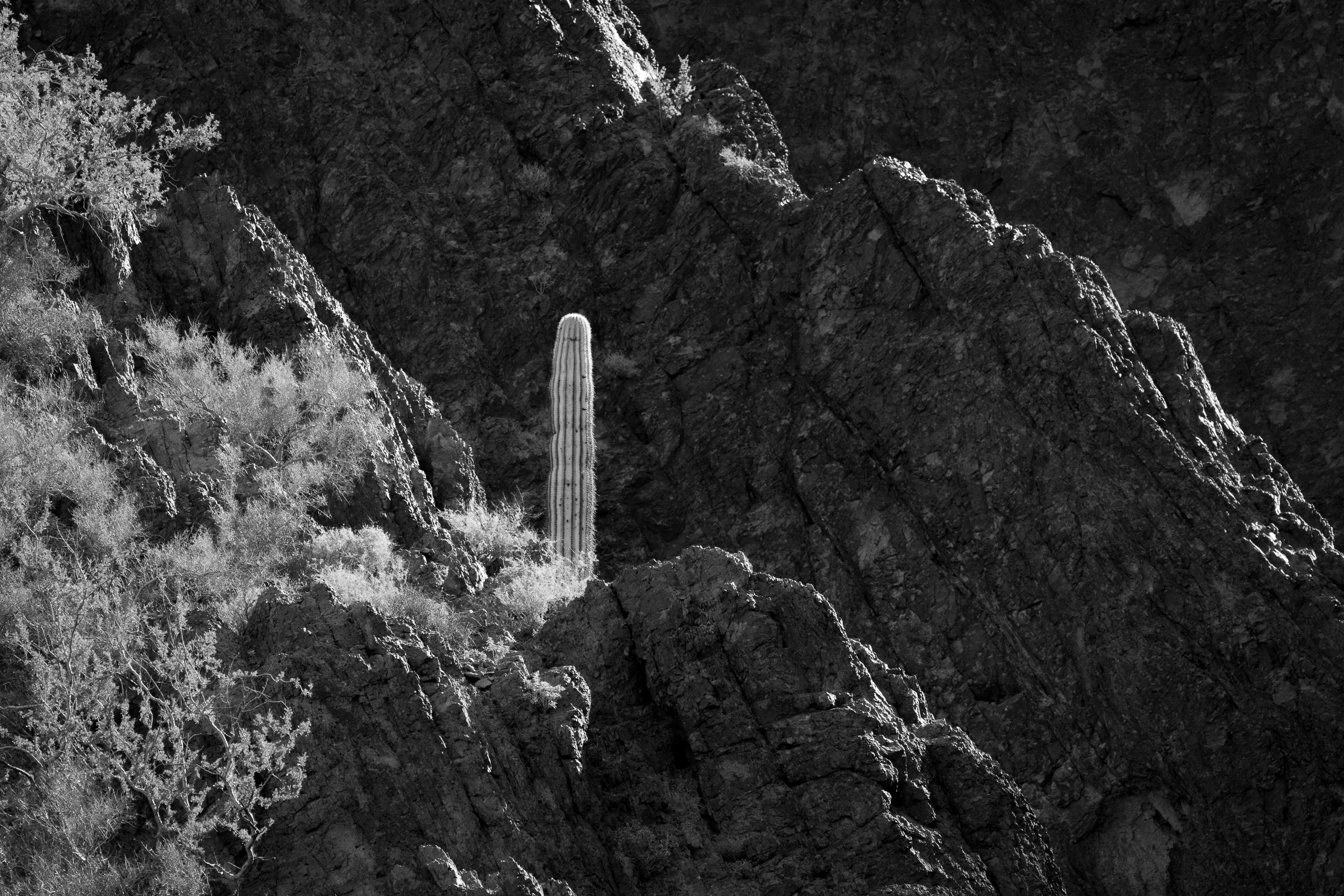 Kofa Wilderness, Arizona