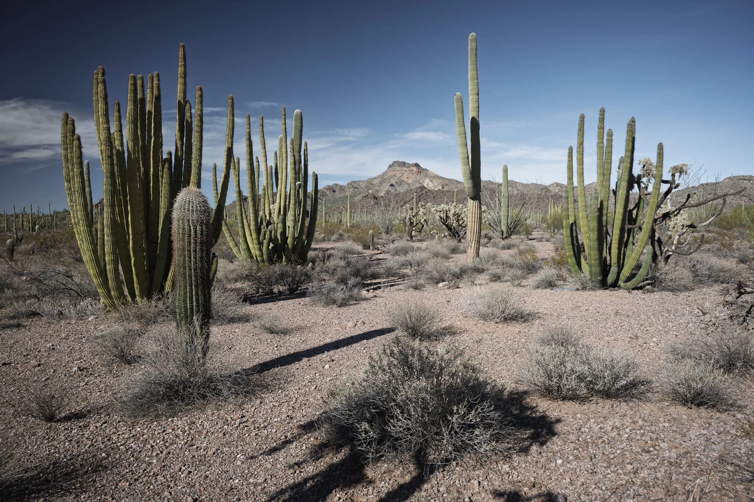 Organ Pipe Cactus National Monument, Arizona