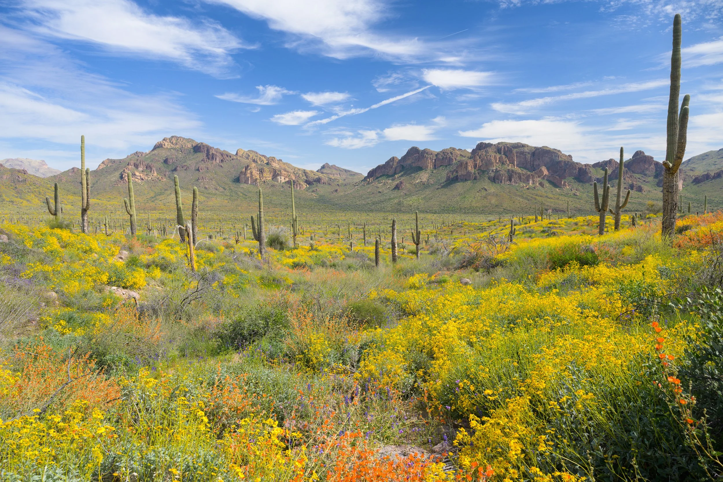 Super bloom, Superstitions Wilderness, Arizona, 2023
