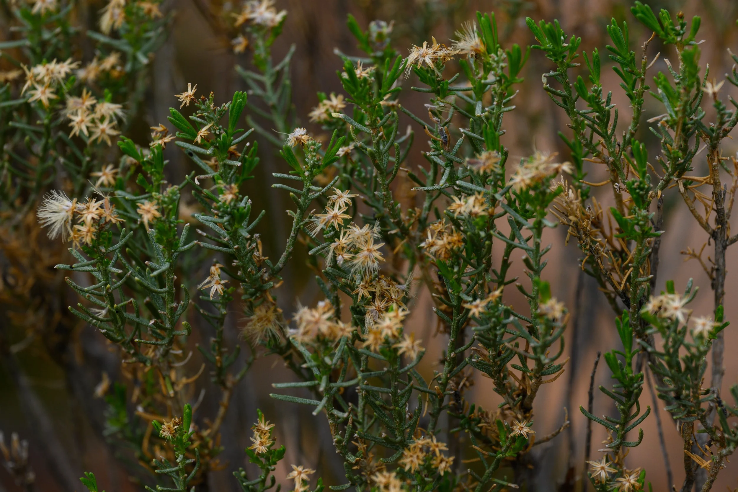Superstition Wilderness, Arizona