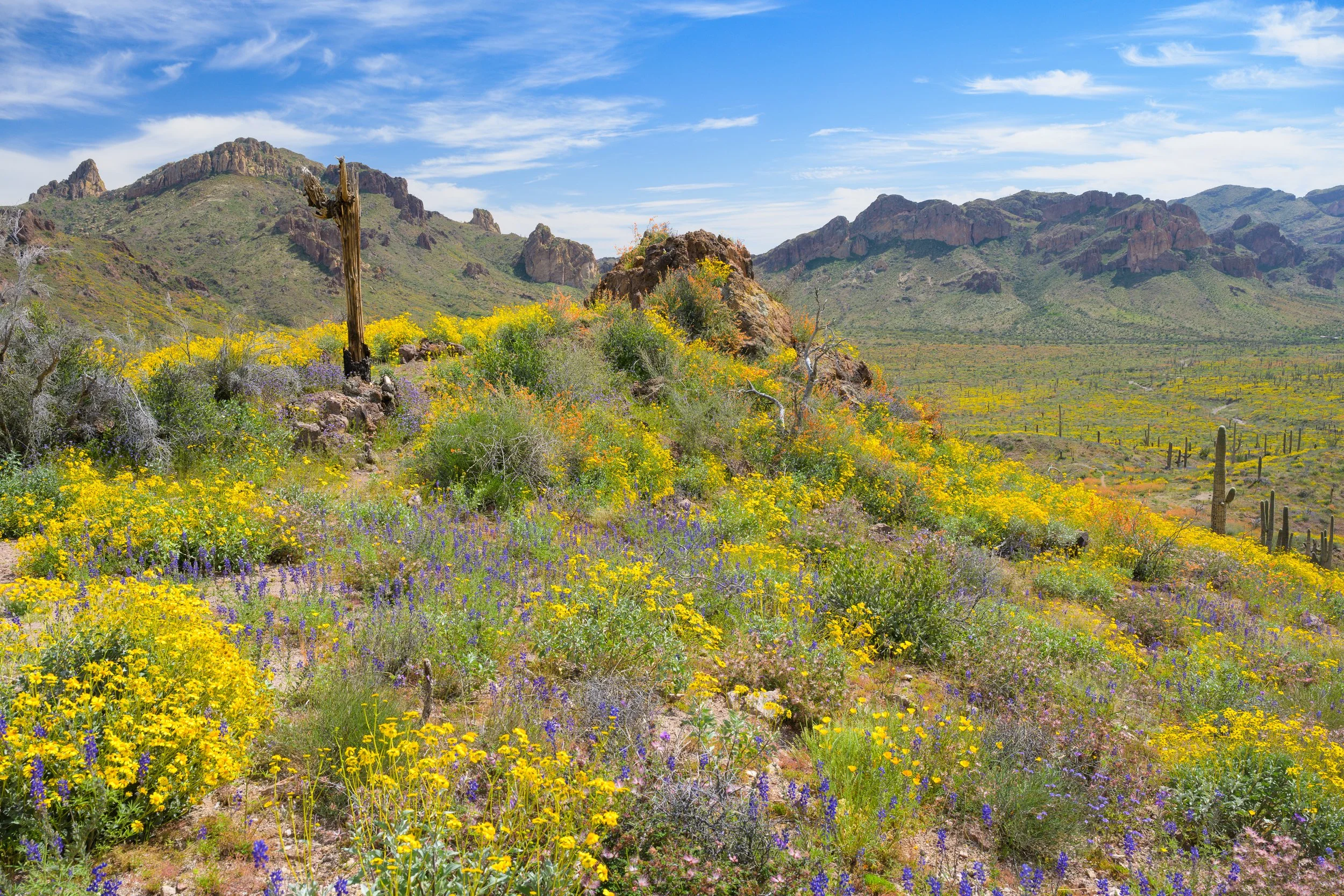 Super bloom, Superstitions Wilderness, Arizona, 2023