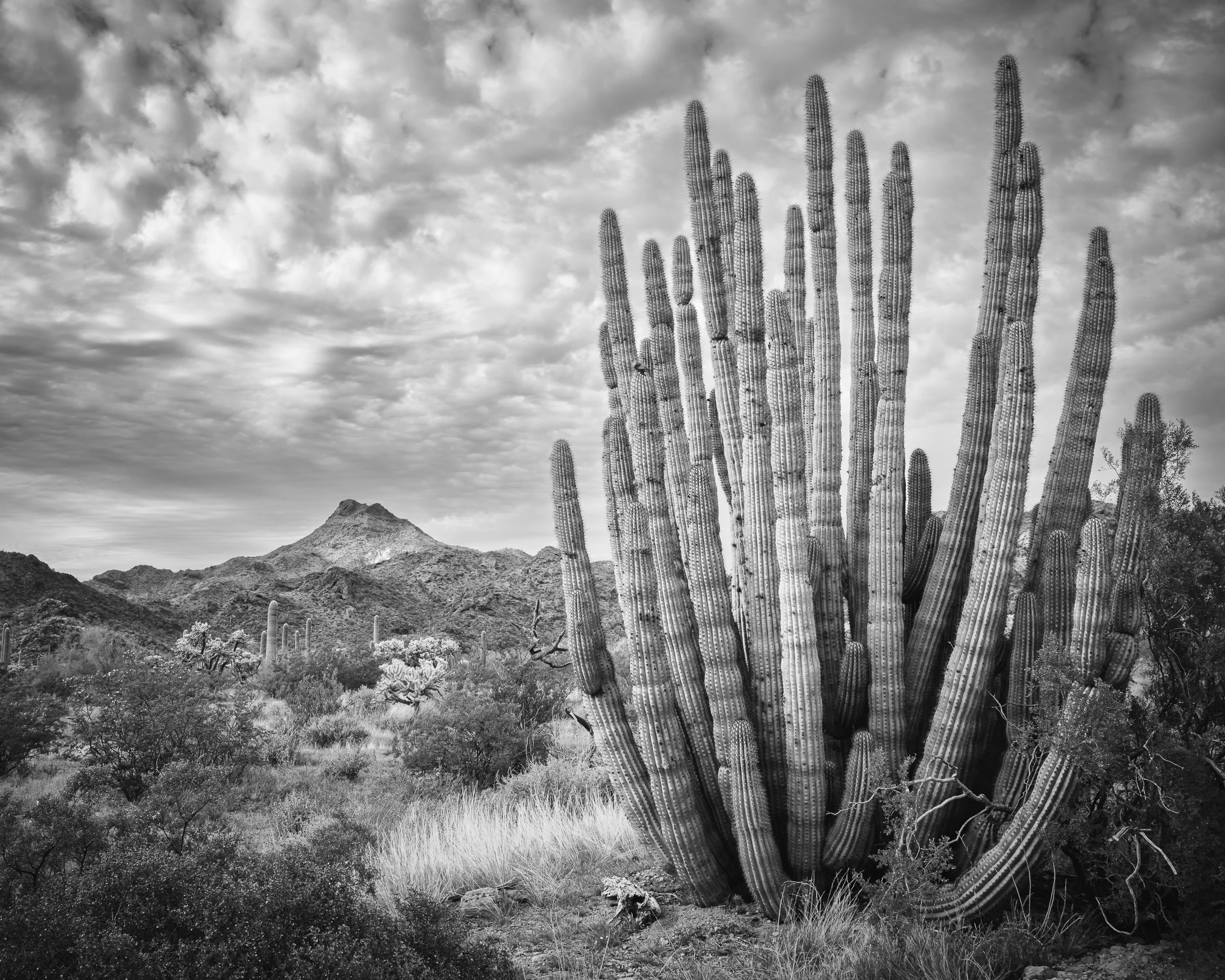 Organ Pipe Cactus National Monument, Arizona