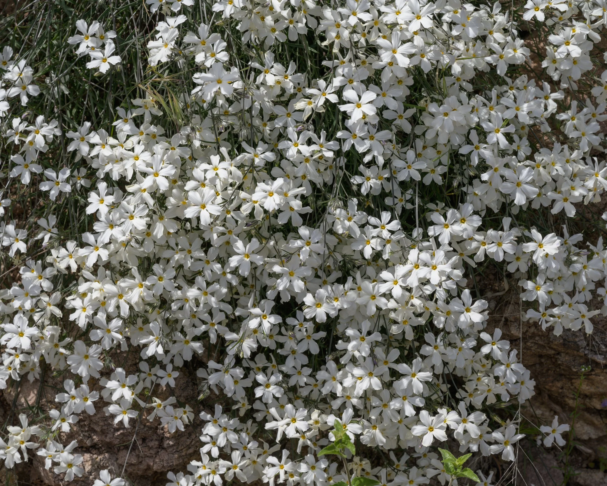 Super bloom, Superstitions Wilderness, Arizona, 2023