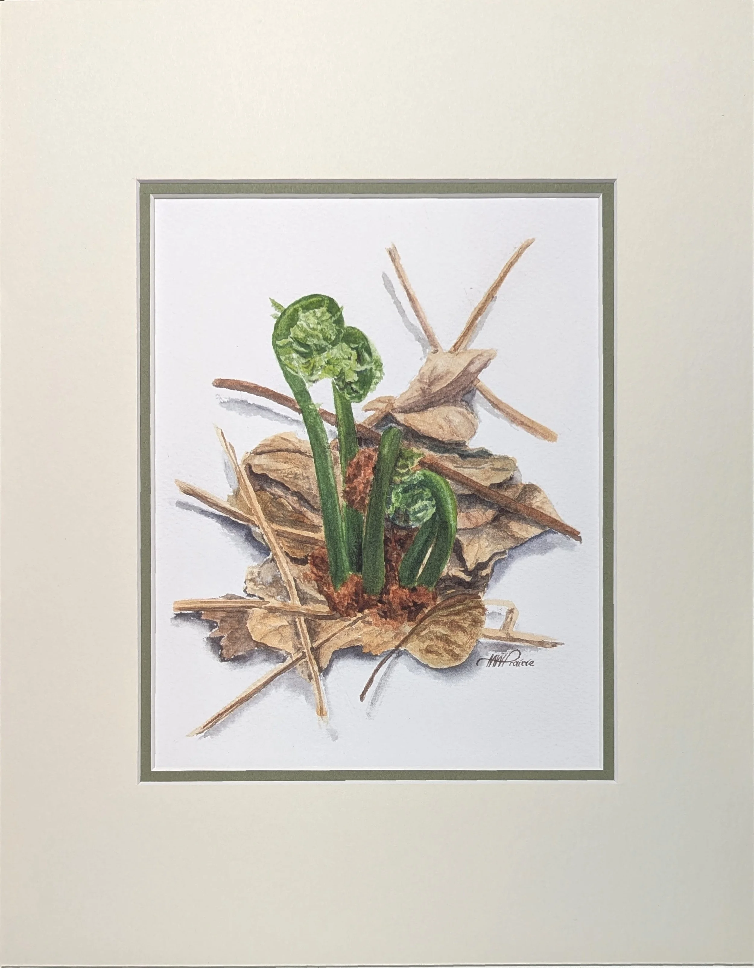 Fiddleheads - Matted Print