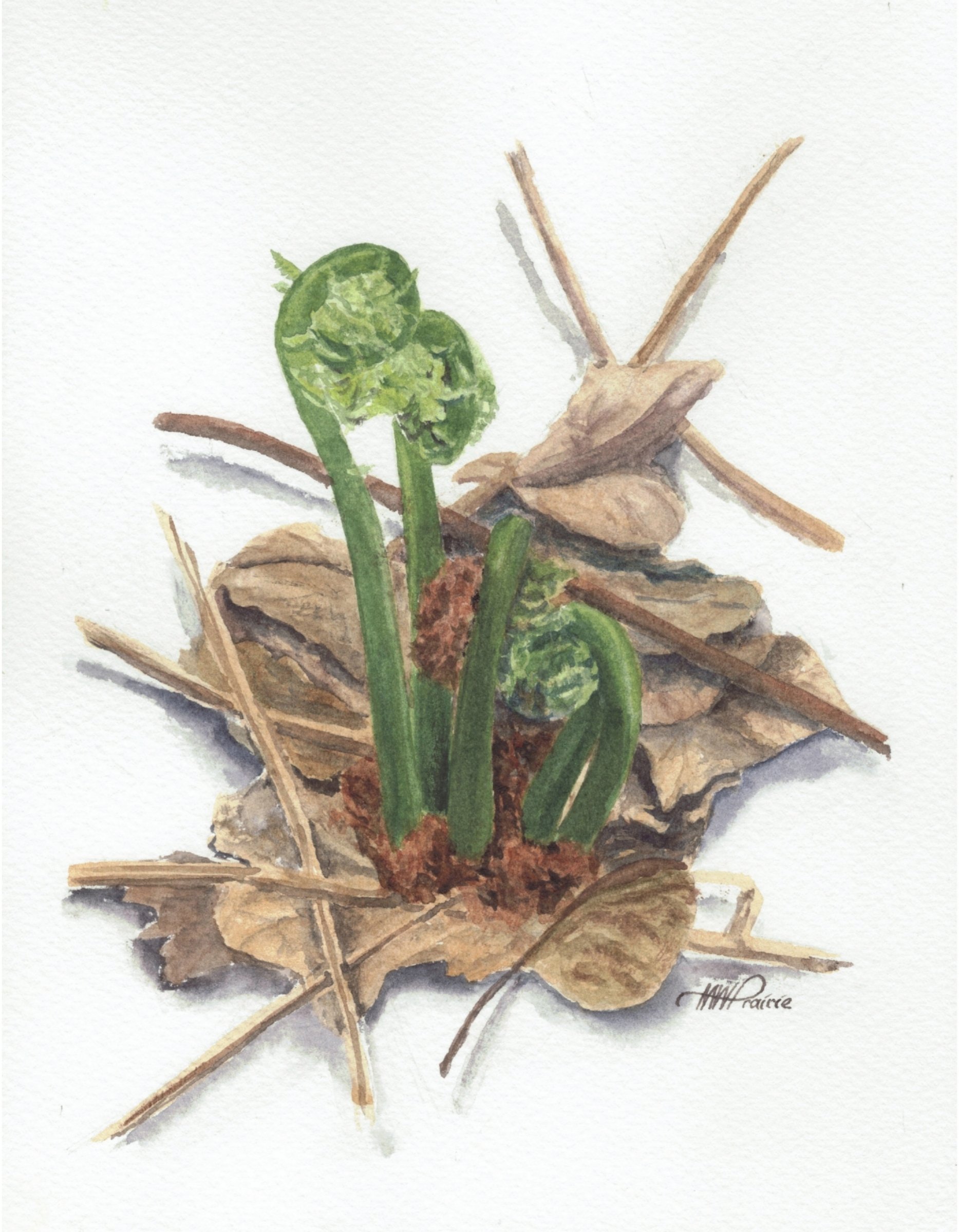 Fiddleheads.jpg
