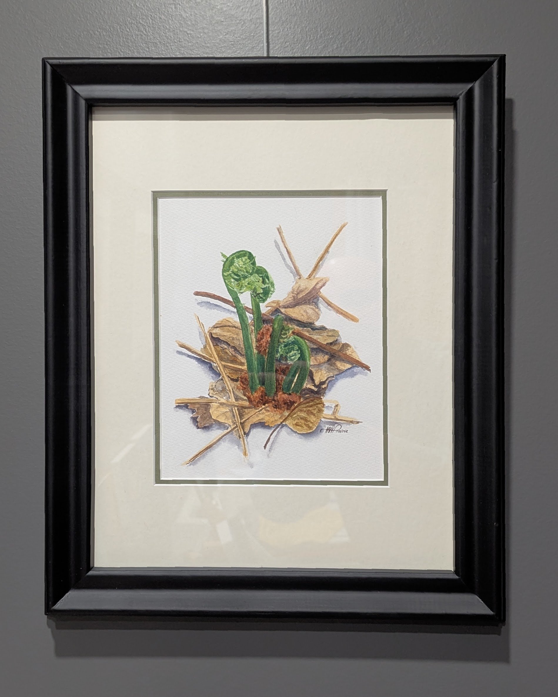 Fiddleheads - Original Framed Watercolor