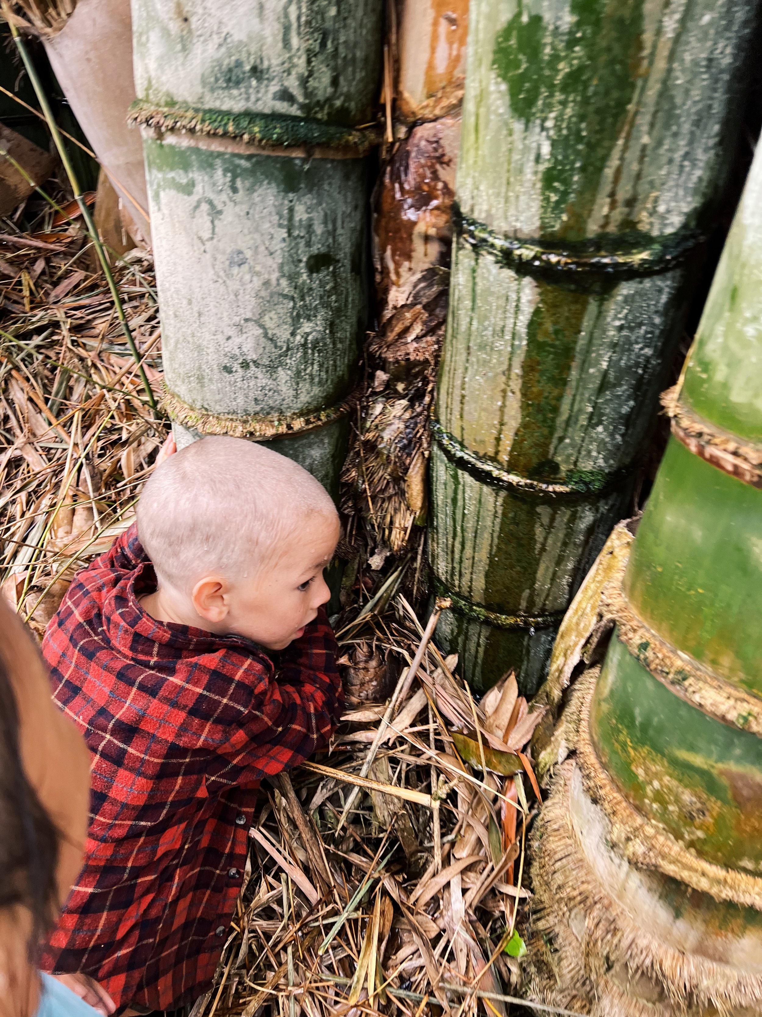 A young boy with a shaved head wearing a red and black checkered flannel shirt, crouched down amidst fallen leaves and plant debris, looking towards a large green bamboo plant.