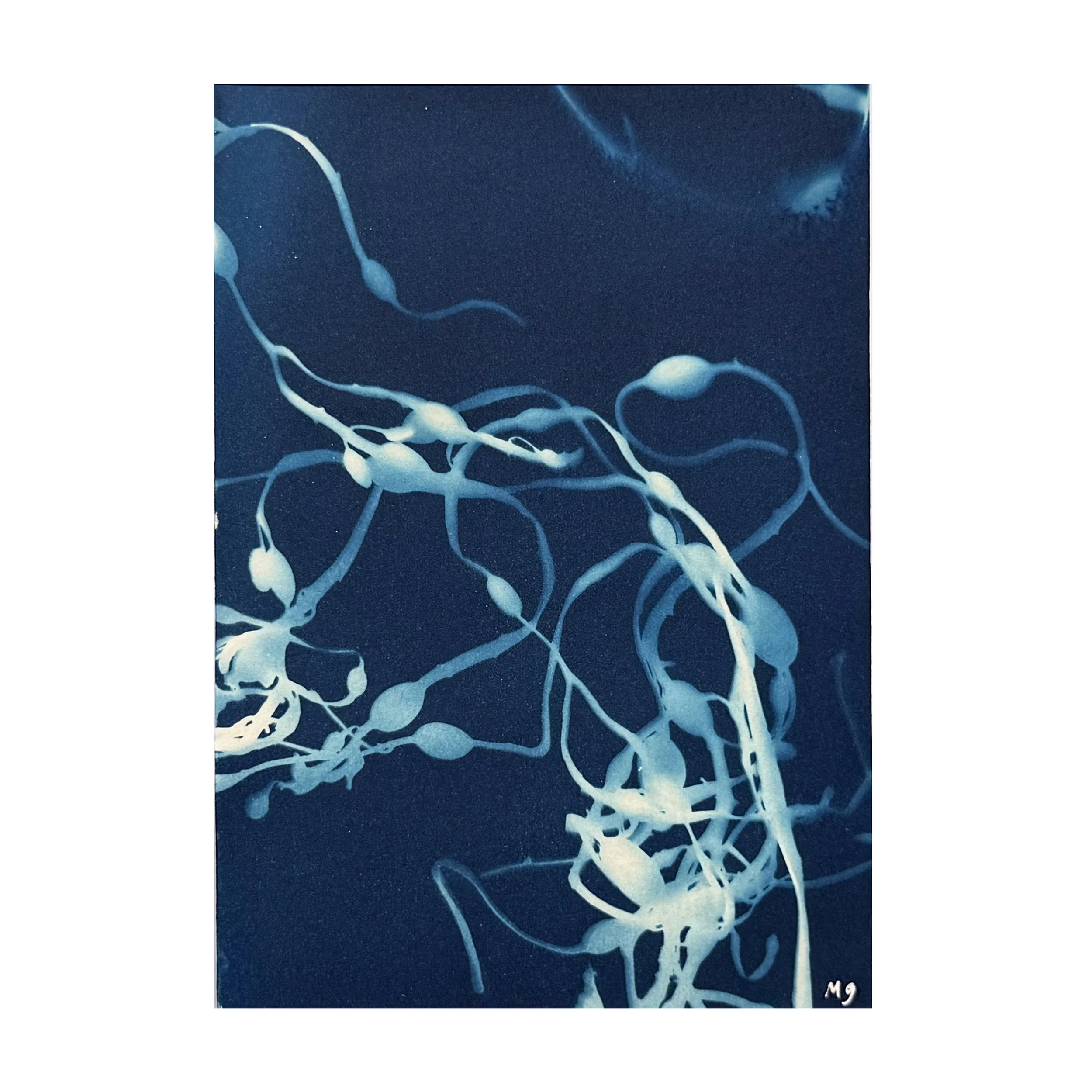 Oceanic Elegance: Seaweed Cyanotype