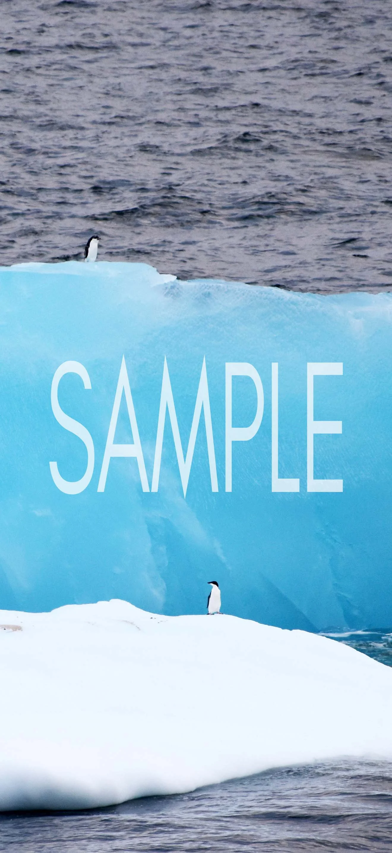 Two Penguins SAMPLE.jpg