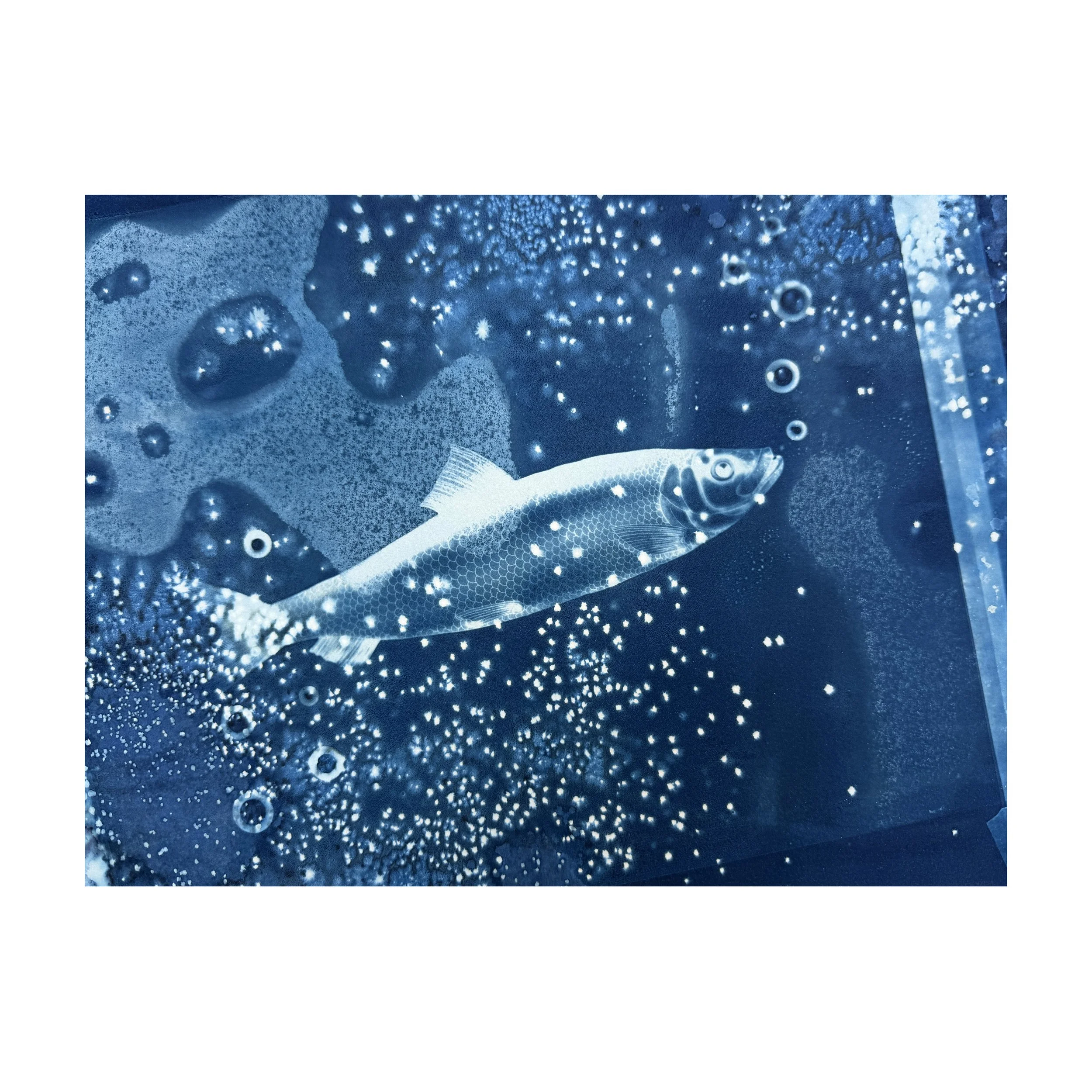 Below the Pier: Cyanotype Fish Art