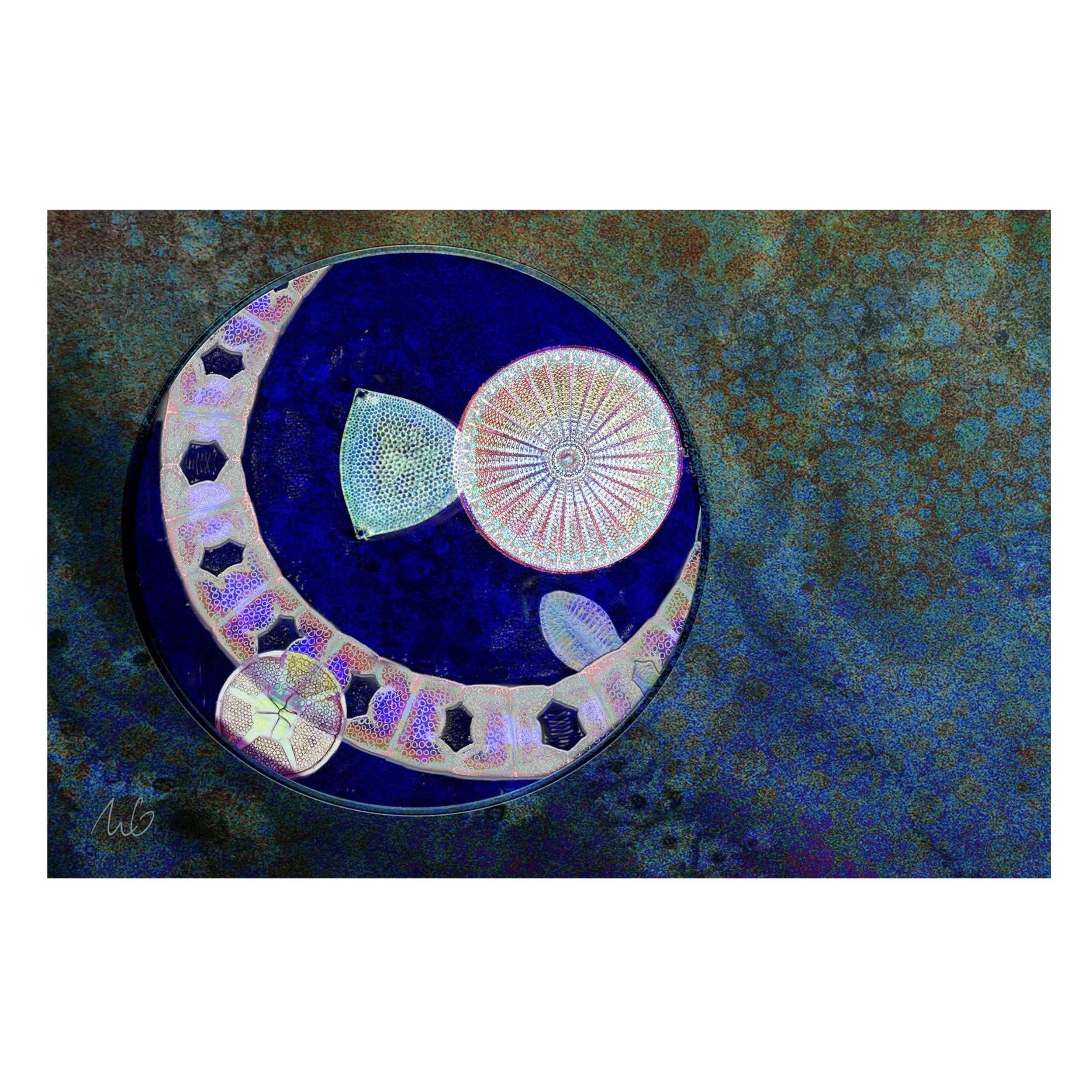 Diatom Soup