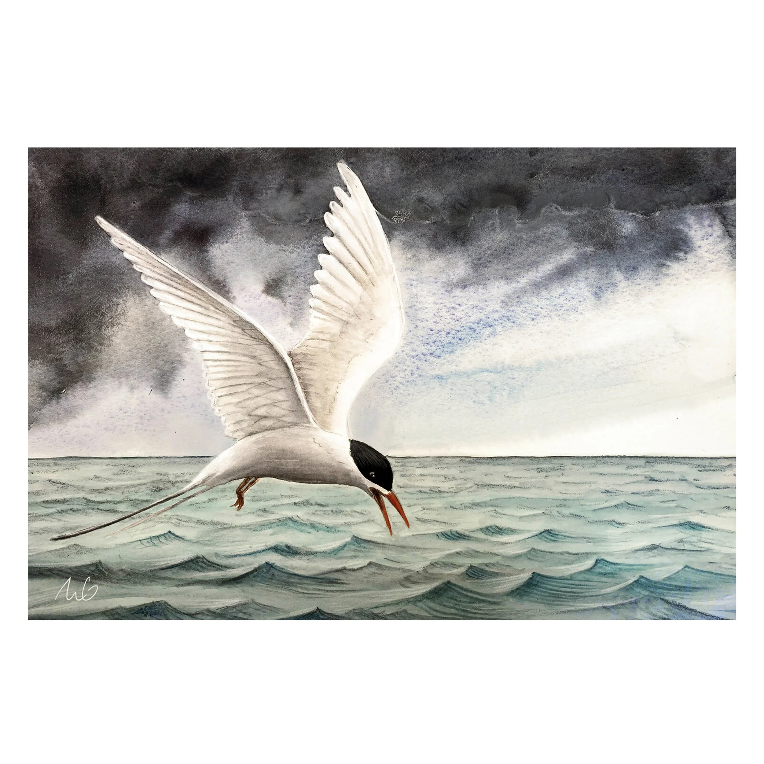 Artic Tern