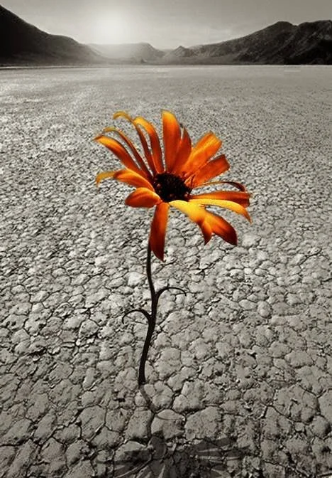 A single orange flower growing in a cracked, dry desert landscape with mountains in the distance.