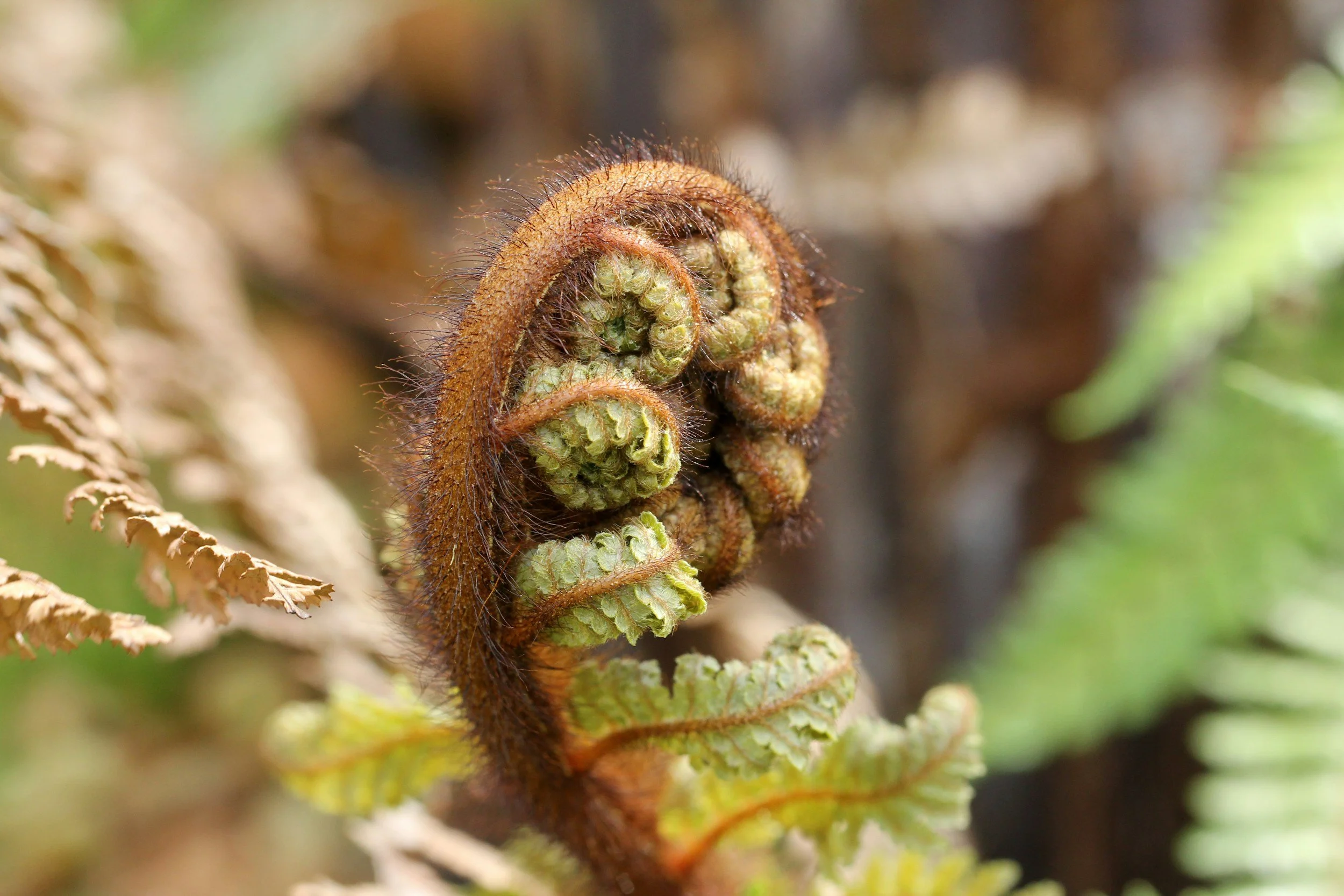 Close-up of a young fern fiddlehead with brown hairs, tightly coiled and emerging from the ground.