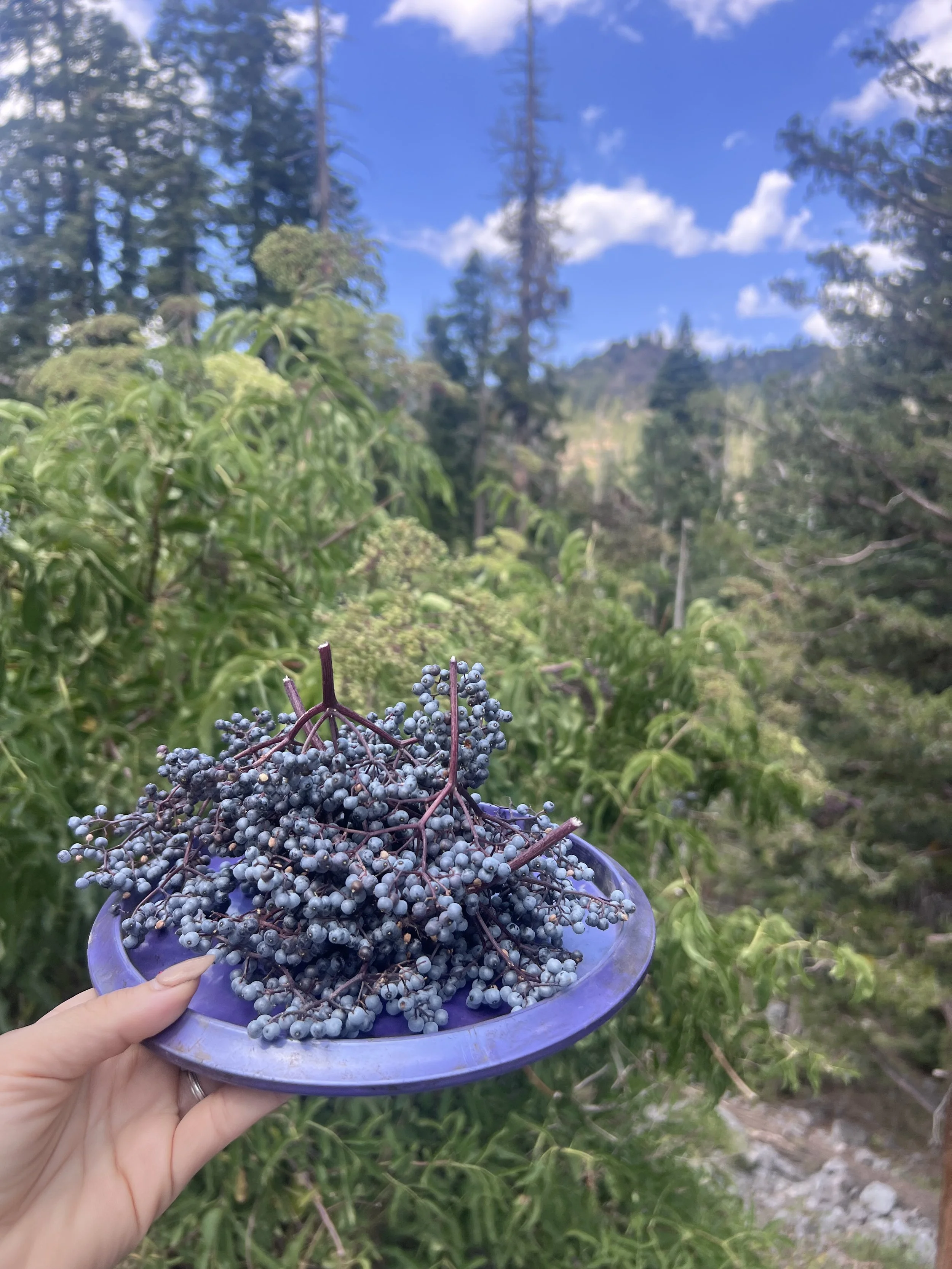 elderberry