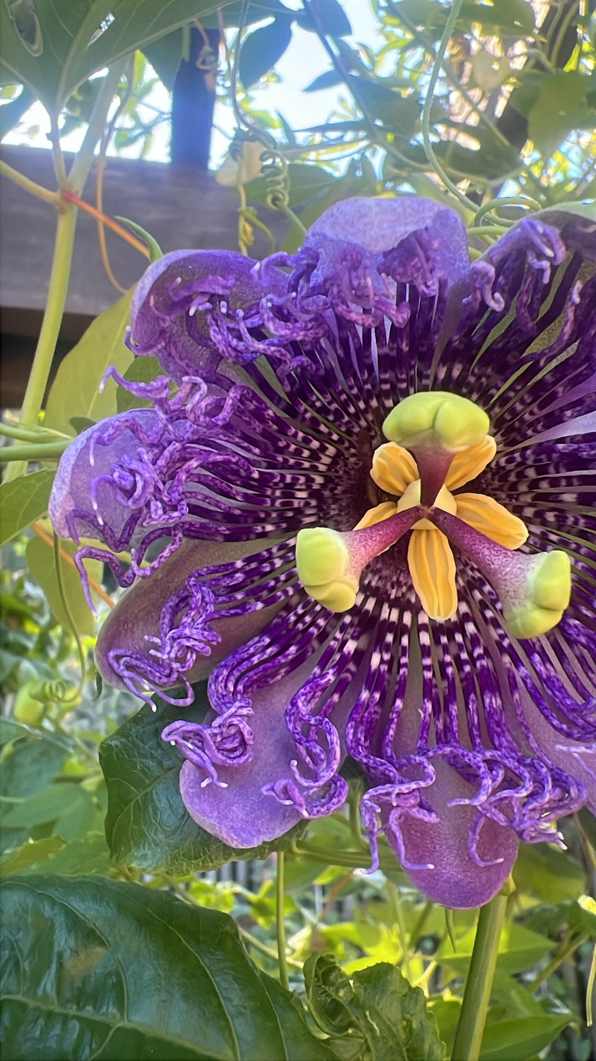 passion flower