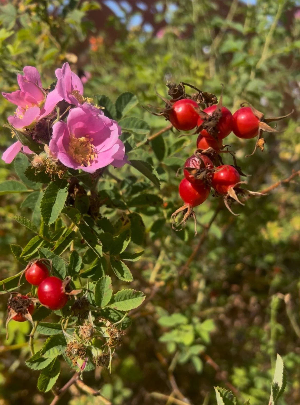 california wild rose