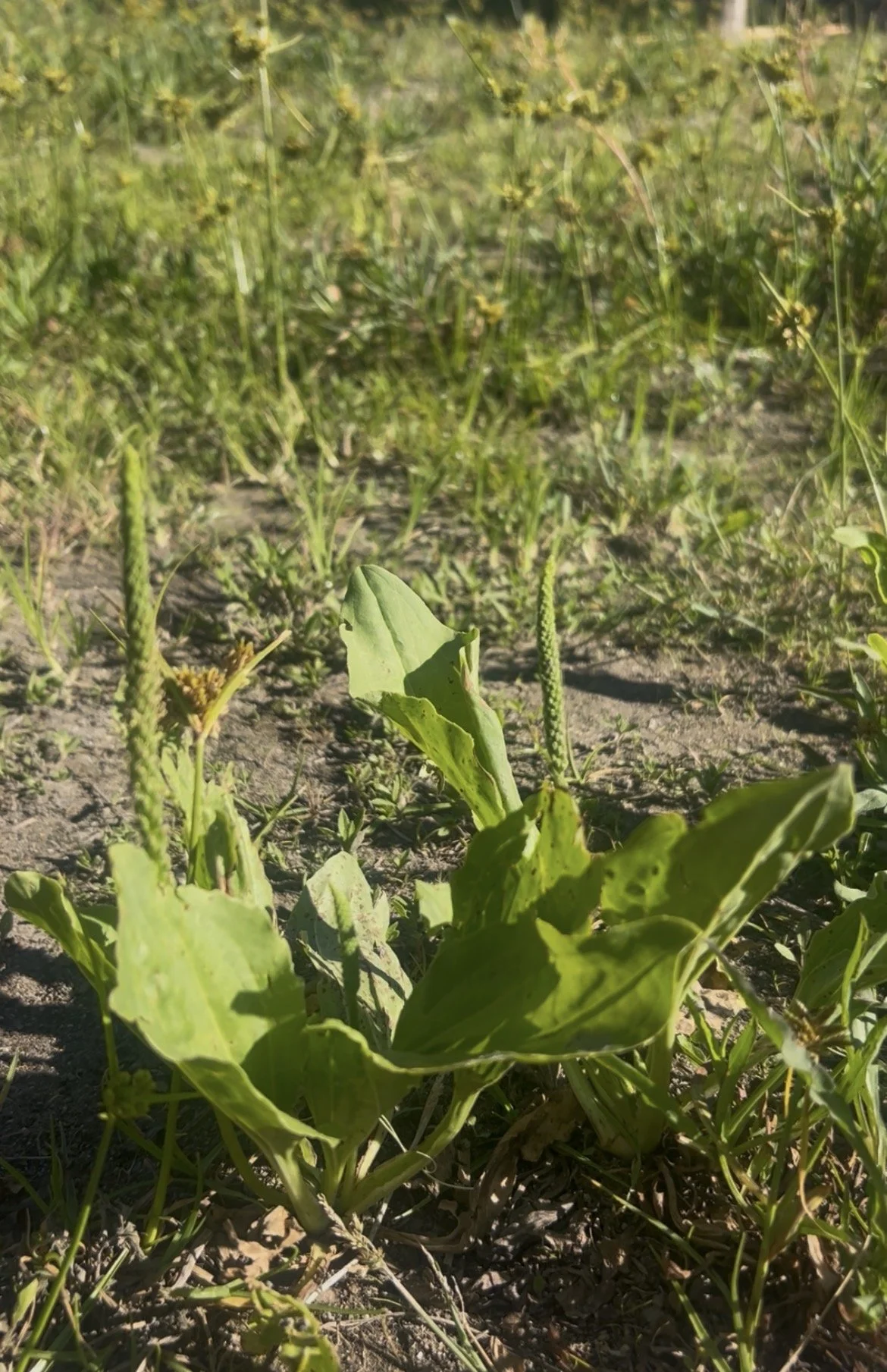 Plantago major