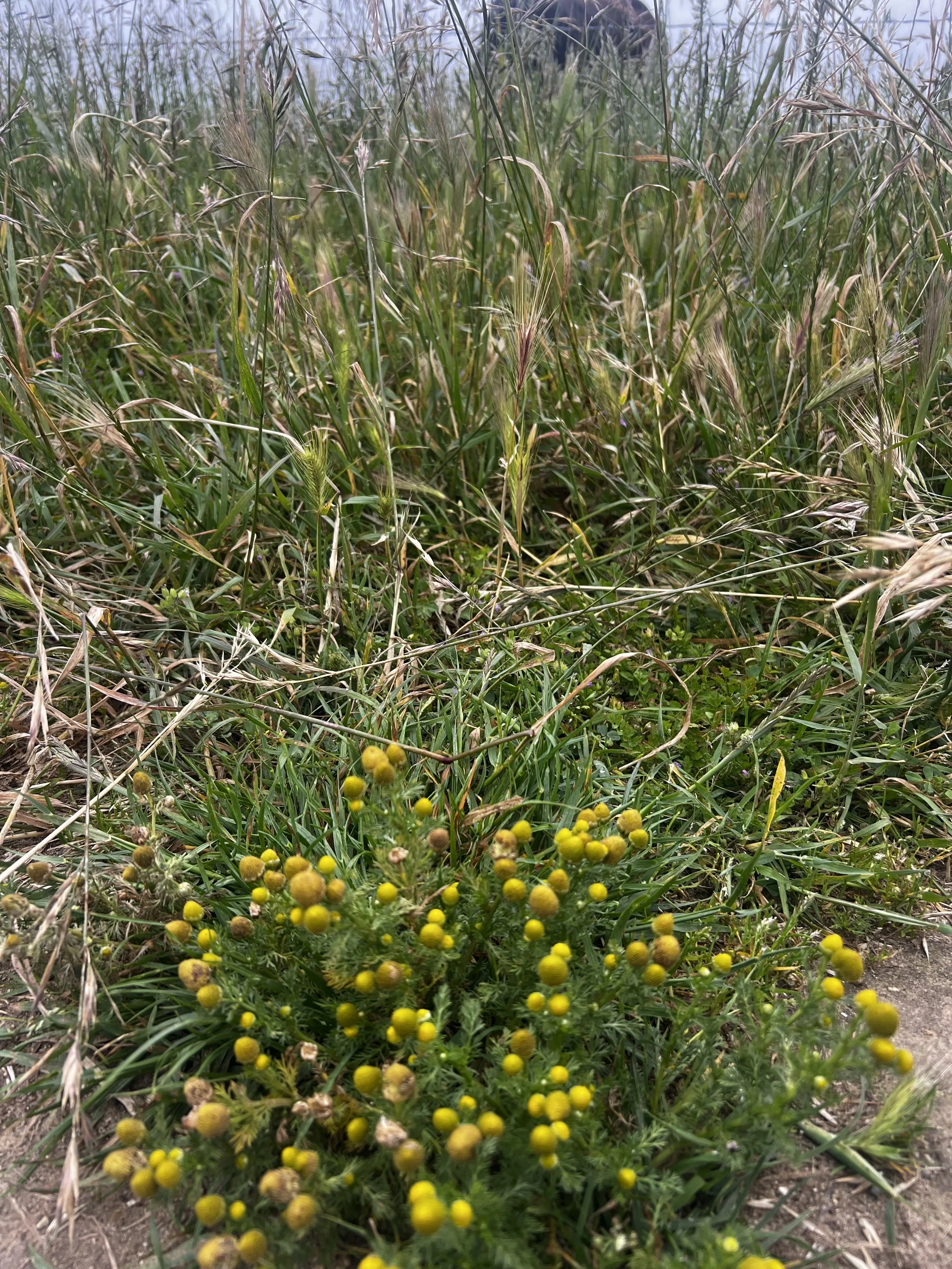 Wild Chamomile