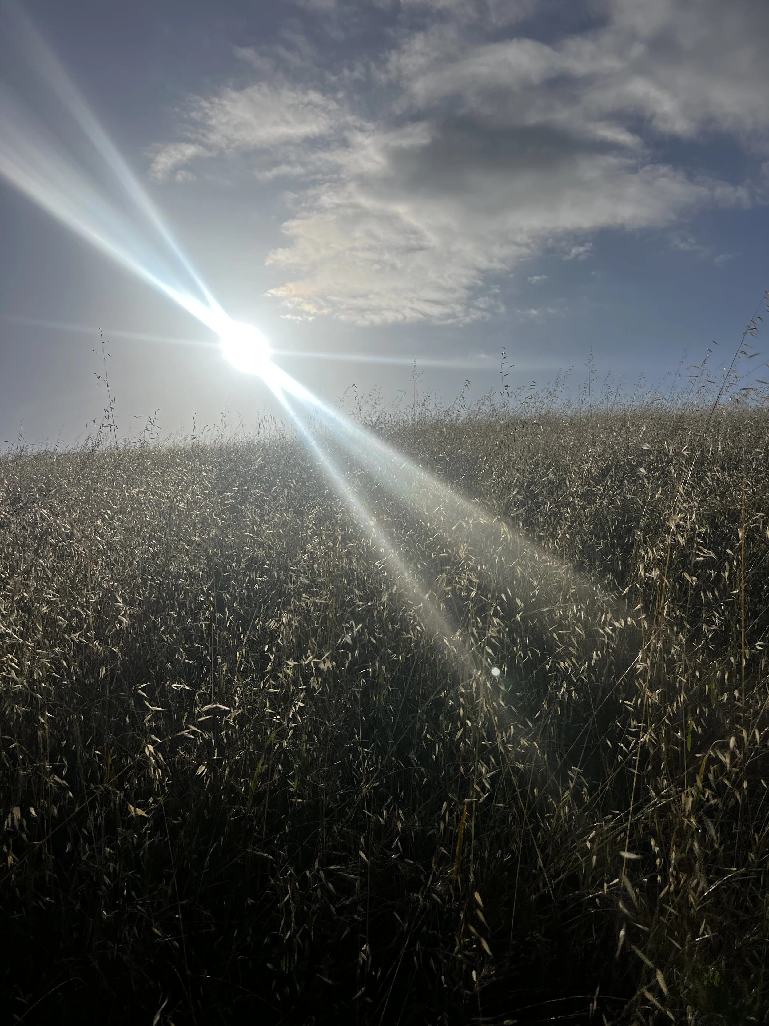 Avena Sativa