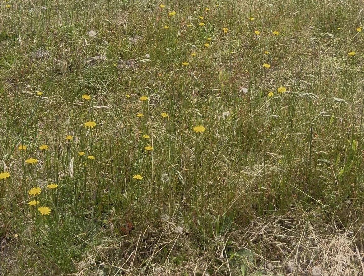 Dandelion