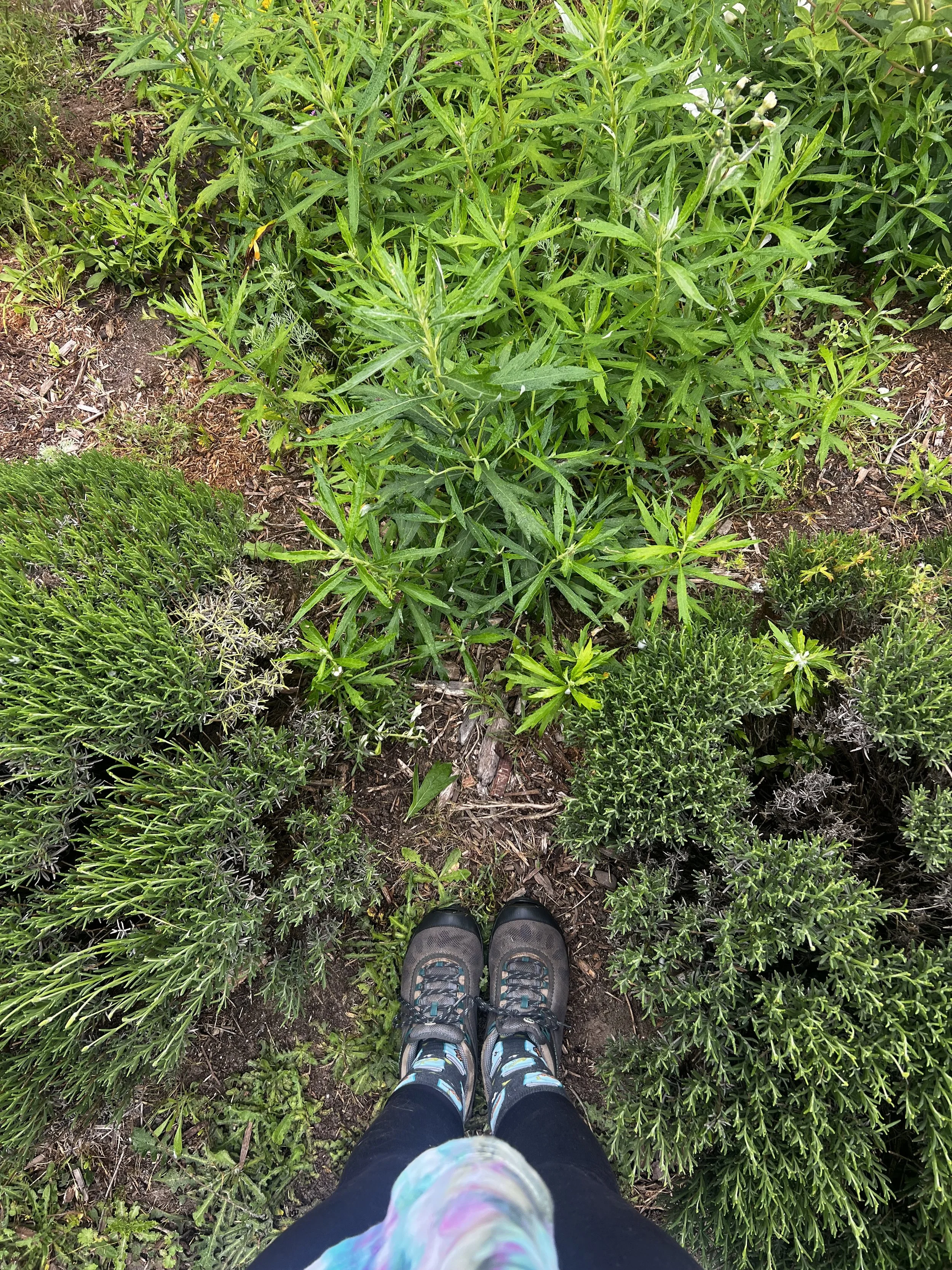 Mugwort