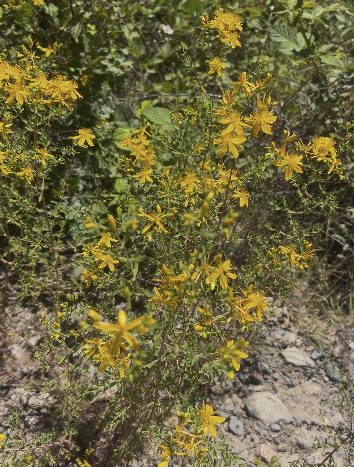 Hypericum perforatum
