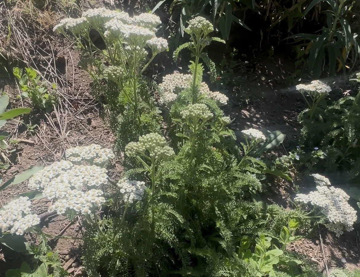 Yarrow