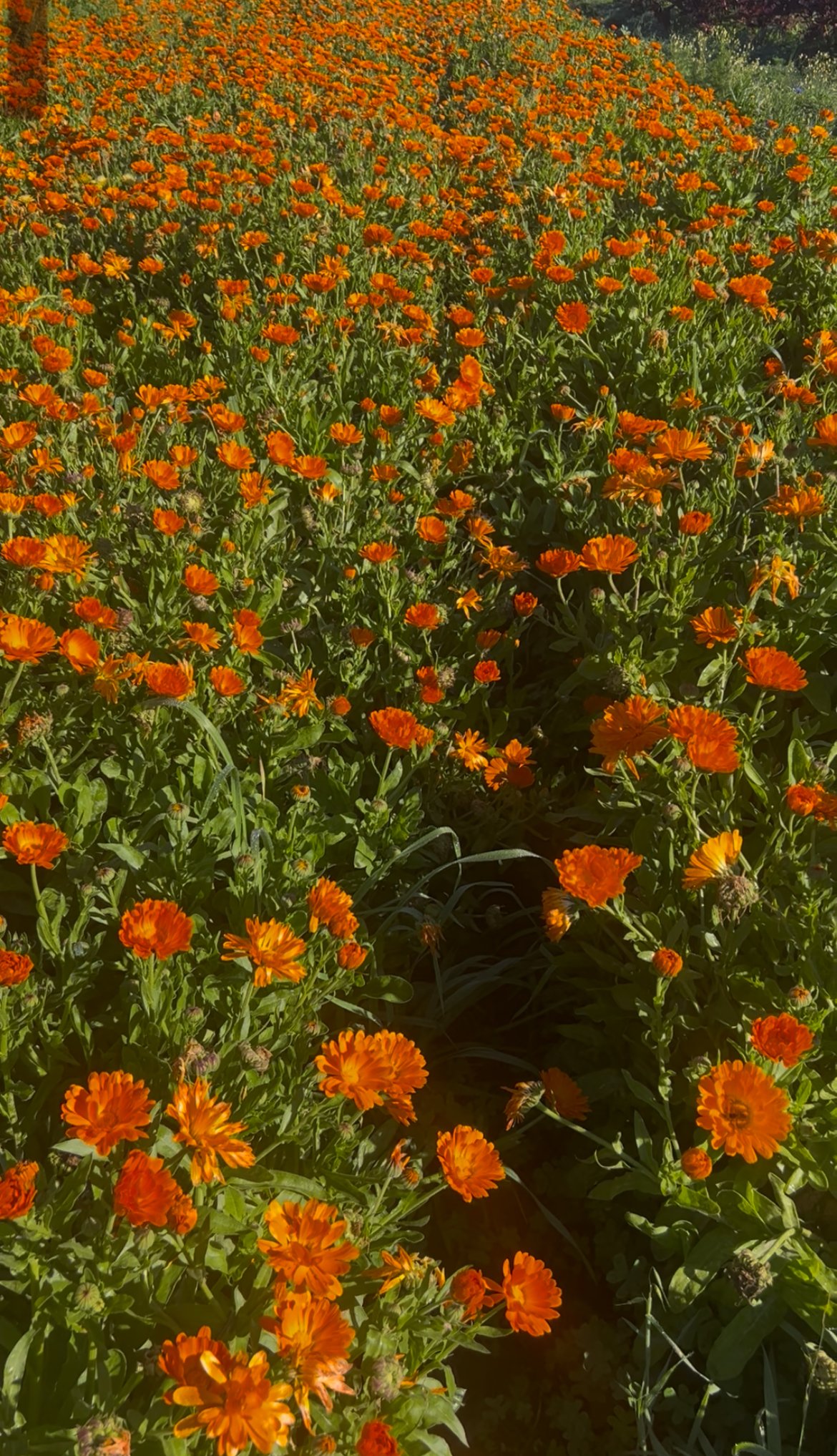 Calendula officinalis