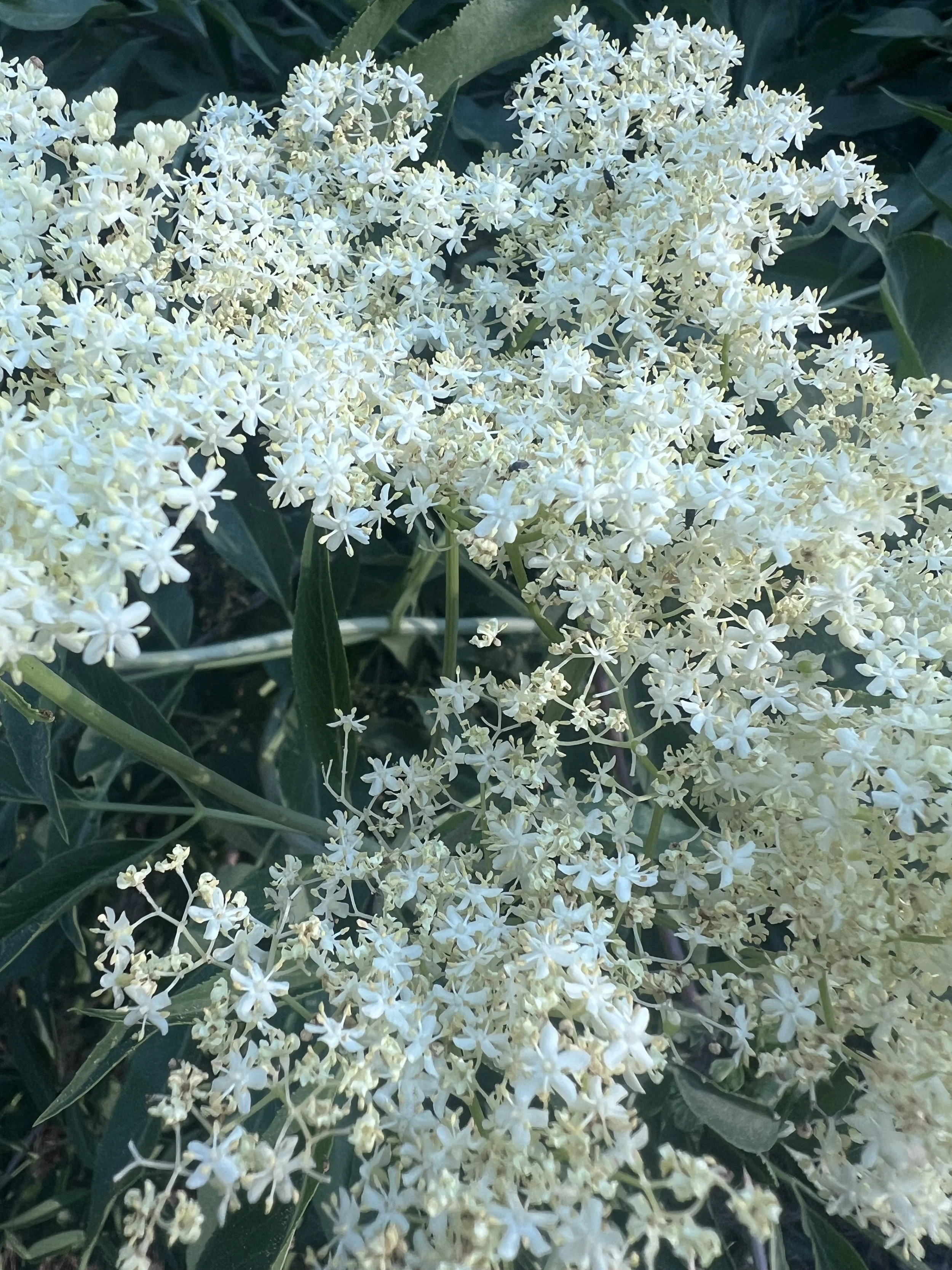 Elder